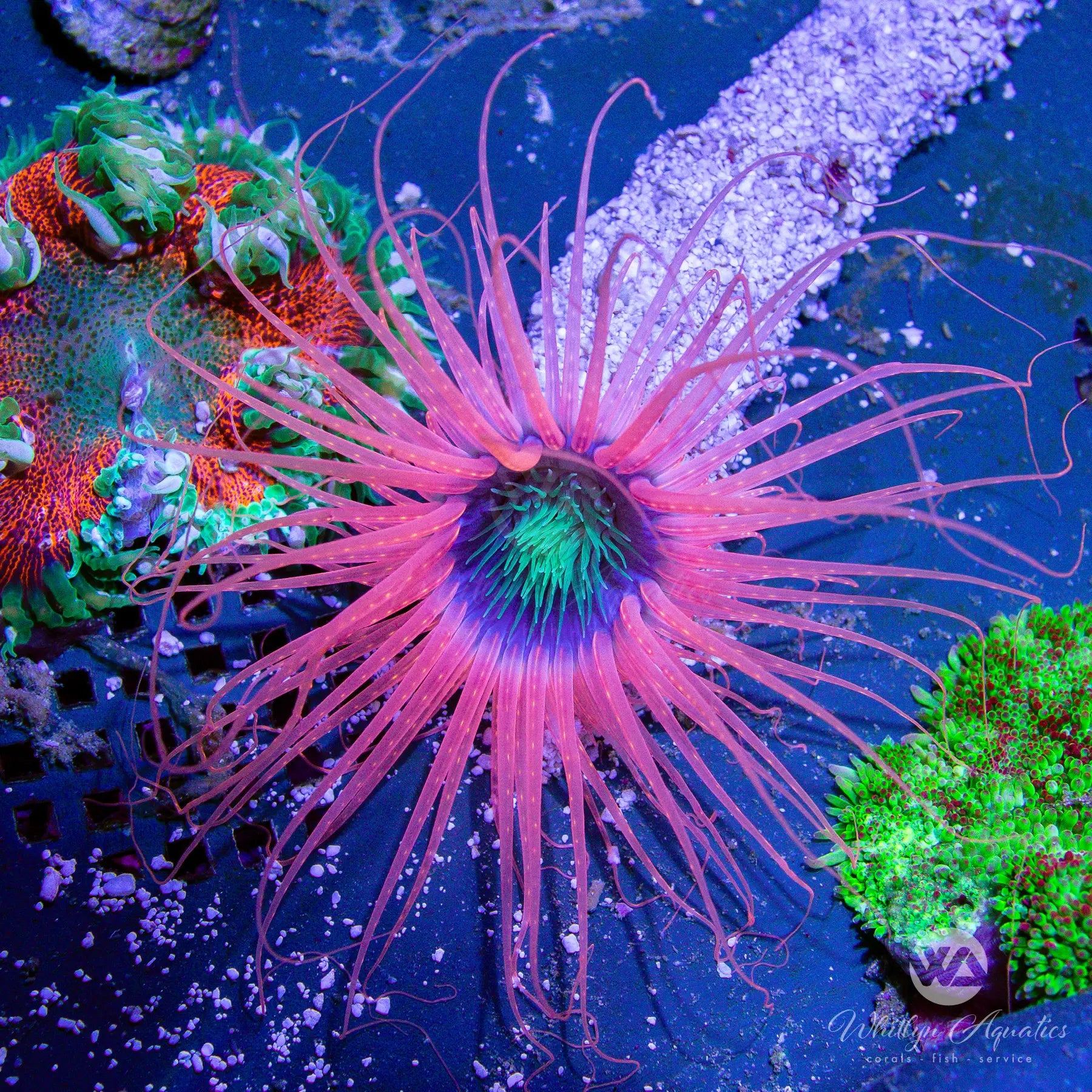 Pink Tube Anemone Coral for Saltwater Aquarium - Live Coral Reef Tank Decoration - WYSIWYG (What You See Is What You Get) - Perfect for Marine Fish Tanks and Reef Aquascaping