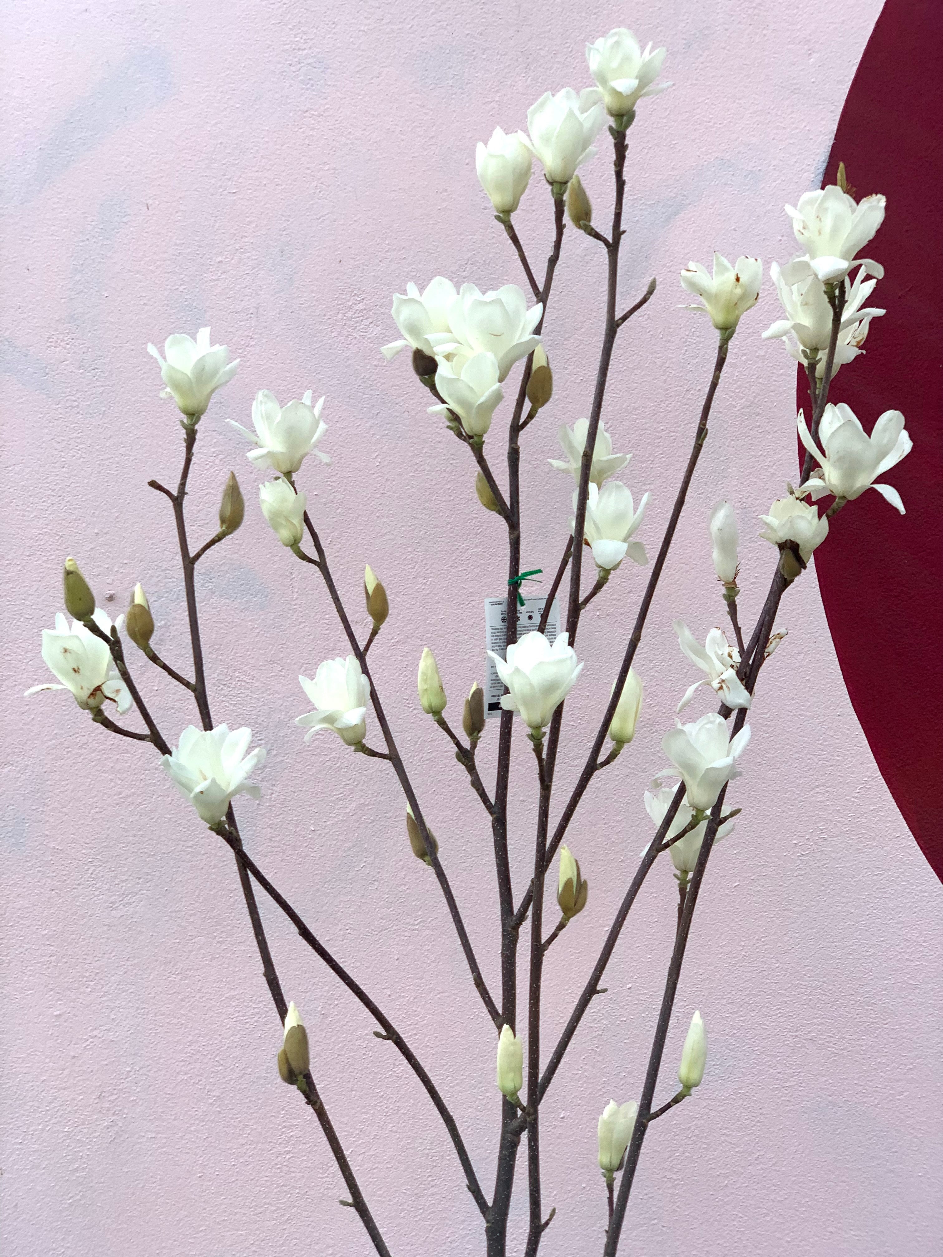 Magnolia Denudata (Yulan Magnolia) - Fragrant White Flowering Tree for Gardens & Landscaping | Perfect for Spring Blooms & Ornamental Planting
