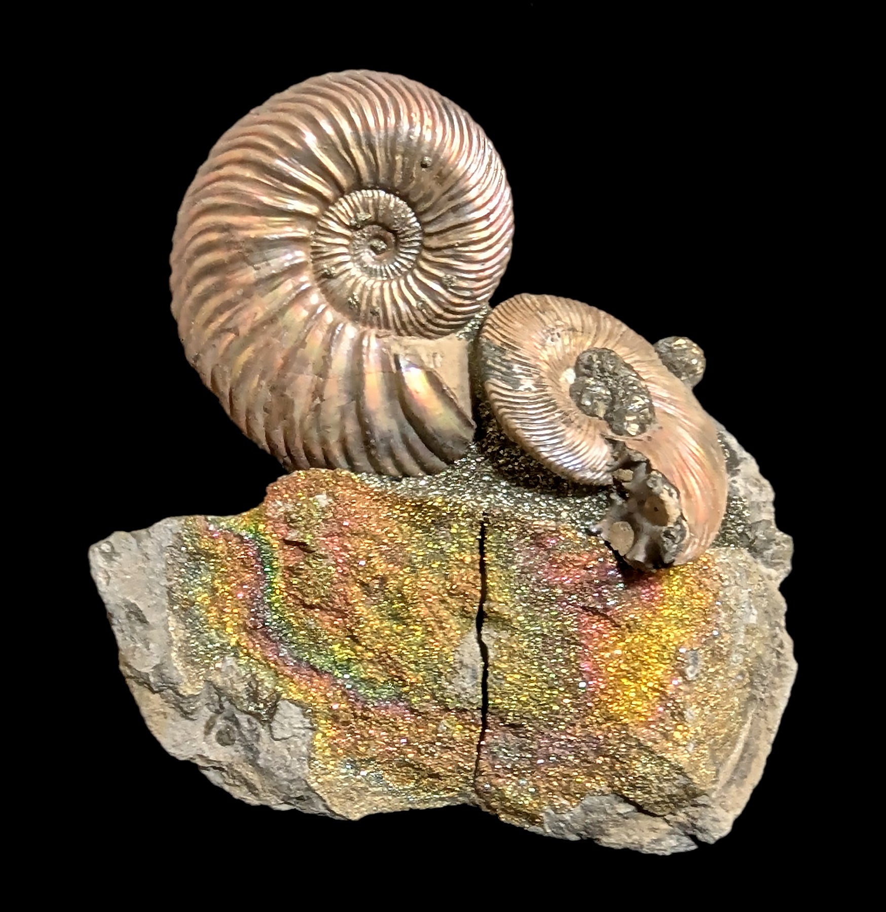 Natural Ammonite & Rainbow Pyrite Nodule Composite Specimen - Fossil Collection, Healing Crystal, Home Decor for Meditation Room & Office Display