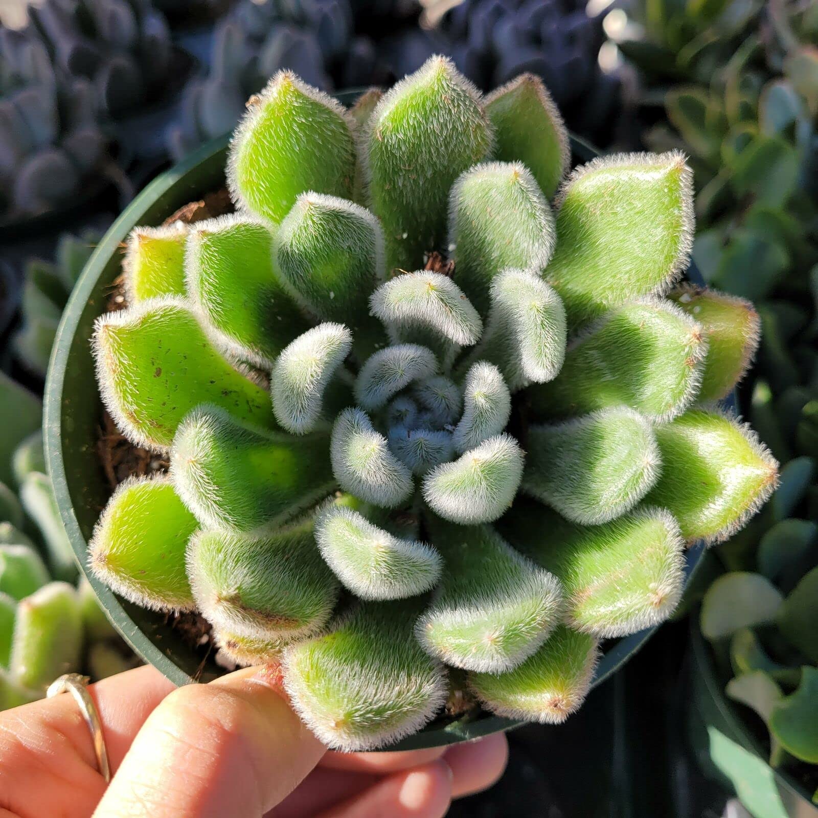 Echeveria 'Doris Taylor' Succulent Plant - 2 Inch Live Succulent for Home Decor, Office Desk, or Garden Arrangement - Drought Tolerant Easy Care Houseplant (1 Plant)