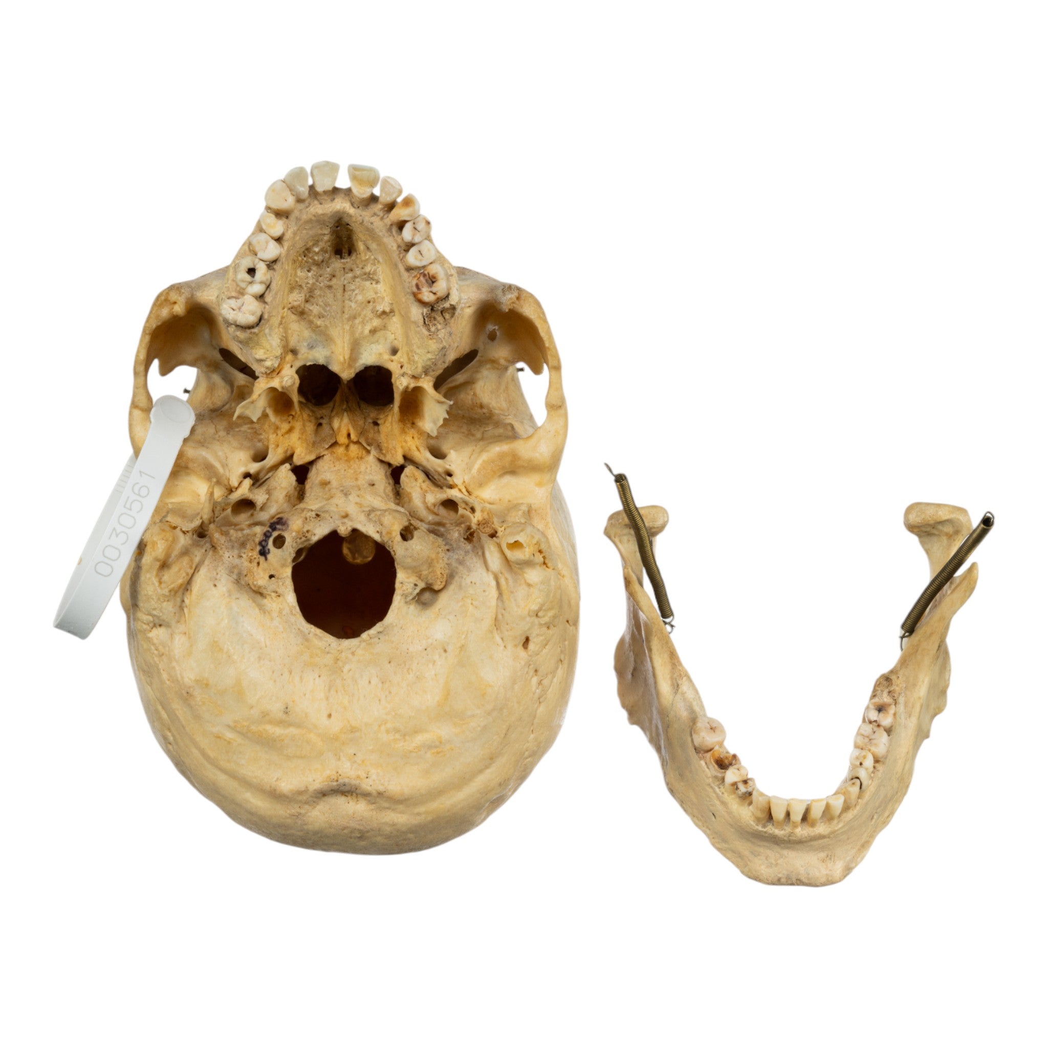 Authentic Human Skull Replica - High-Quality Medical & Educational Model for Anatomy Study, Halloween Decor, and Collectors