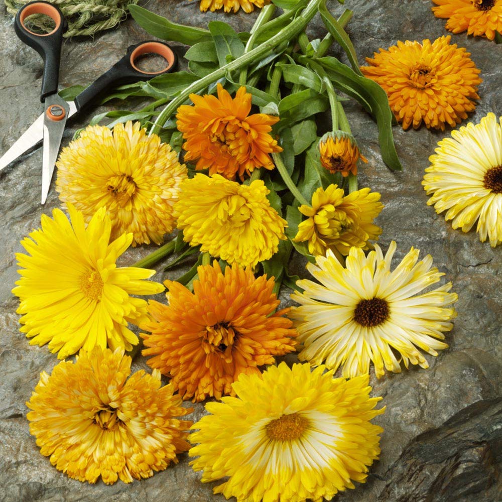 Outsidepride 1 lb. Annual Calendula Pot Marigold Flower Seeds Mix - Non-GMO, Easy to Grow, Attracts Pollinators - Perfect for Garden Beds, Borders & Container Planting