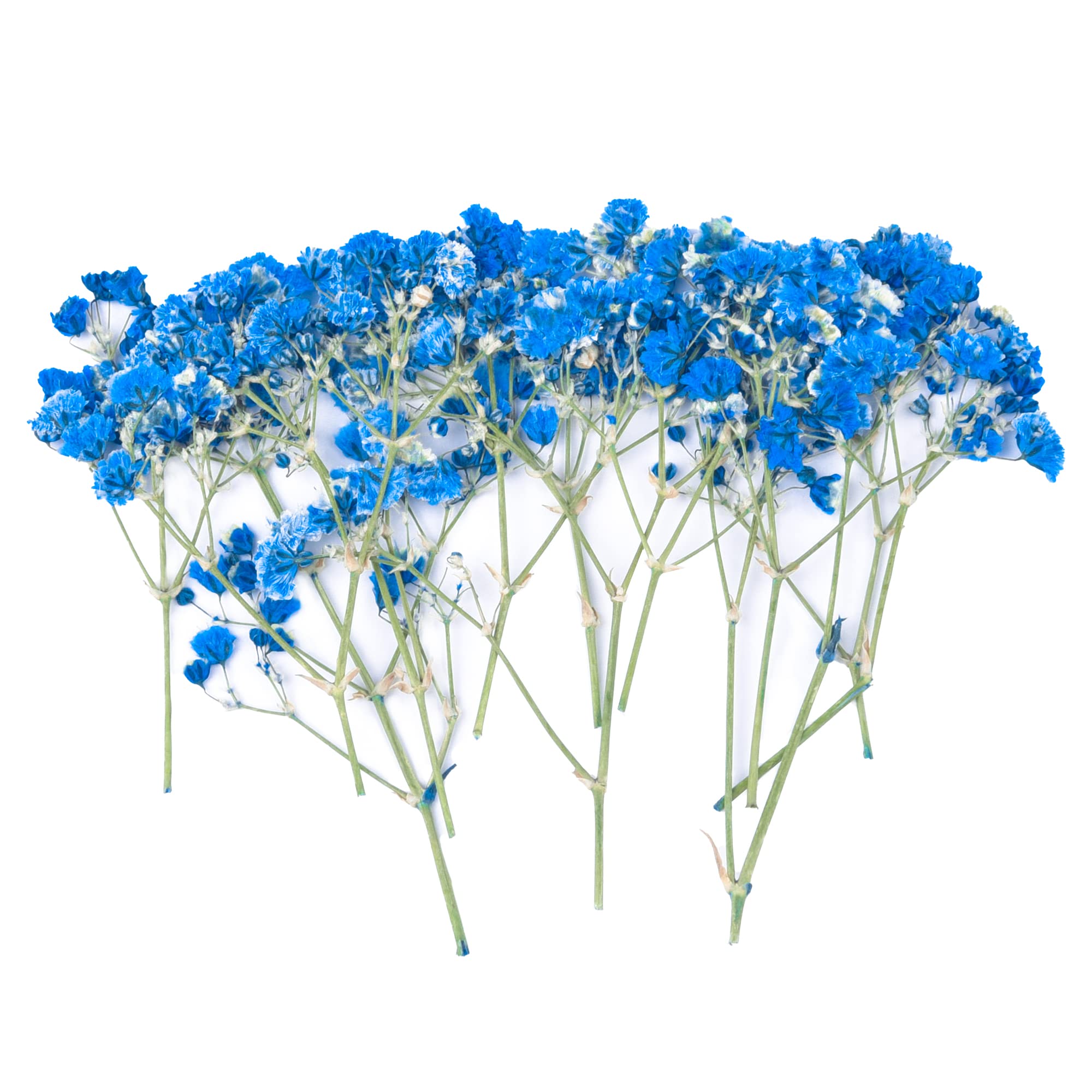 36PCS Blue Dried Pressed Baby's Breath Flowers - Natural Real Pressed Floral for Resin Art, Scrapbooking, DIY Candles, Jewelry Making & Crafts - Perfect for Wedding Decor, Home Decoration & Gift Wrapping