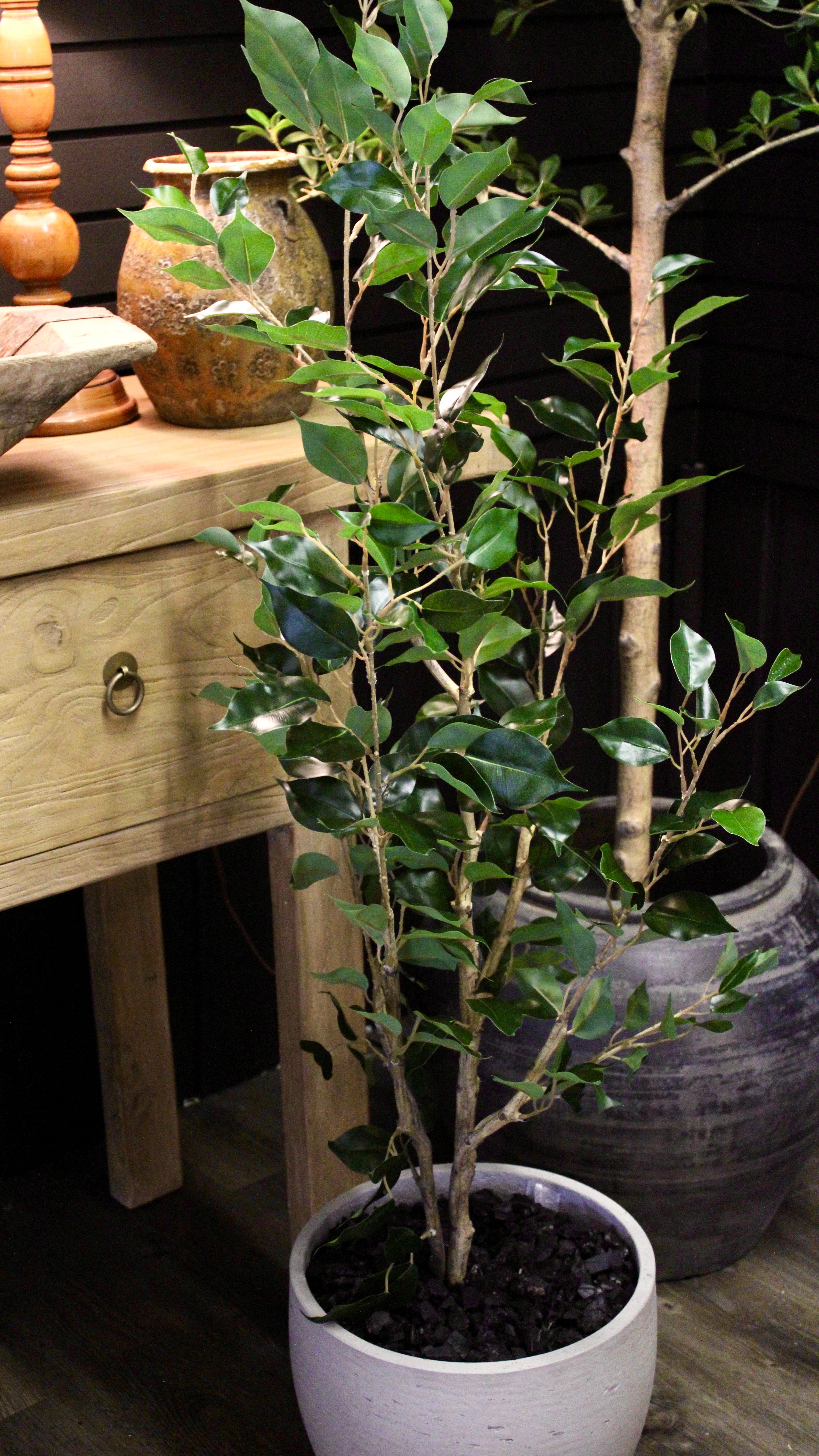 4' Benjamina Ficus Tree - Perfect Indoor Plant for Home & Office Decor | Low Maintenance Houseplant for Living Room, Bedroom, or Workspace