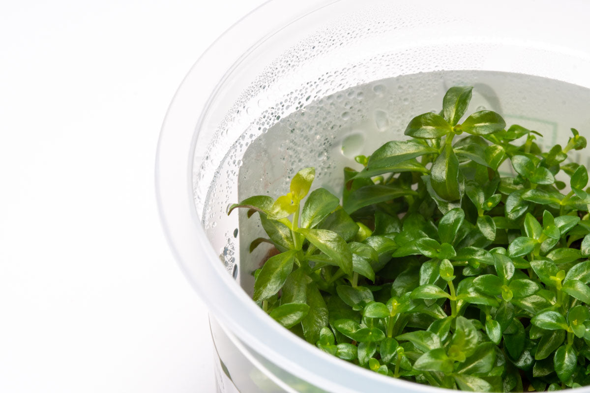 Ludwigia Dark Orange Aquatic Plant - Live Tissue Culture for Freshwater Aquariums | Perfect for Aquascaping, Fish Tanks & Planted Aquariums