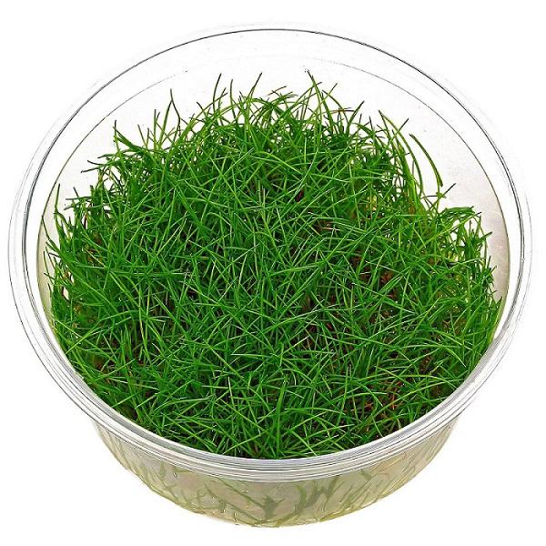 TCulture Eleocharis Acicularis Mini Dwarf Hairgrass (TC Cup) - Perfect for Aquascaping, Nano Tanks & Freshwater Aquariums
