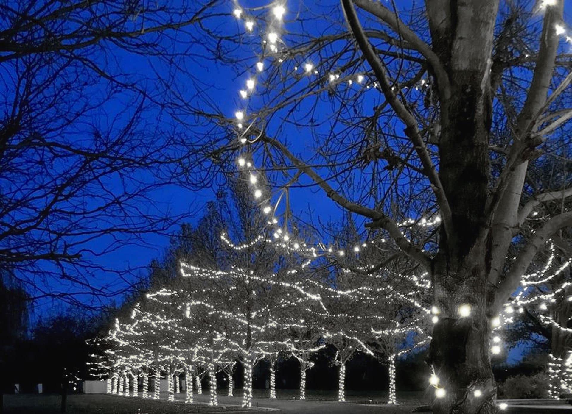 50FT 100 LED Commercial Grade Outdoor String Lights - Pure White Waterproof Christmas Lights with 40,000 Hours Lifespan for Patio, Garden, Wedding & Holiday Decorations