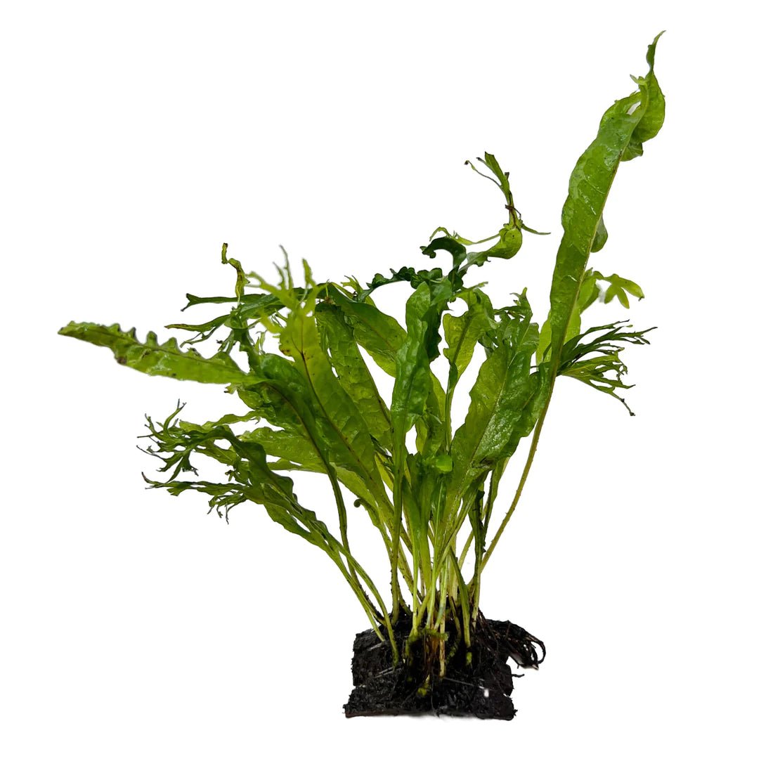 TCulture Java Fern on Wood - Live Aquarium Plant for Fish Tank Decor | Natural Aquatic Plant for Freshwater Tanks | Perfect for Aquascaping & Shrimp Habitats