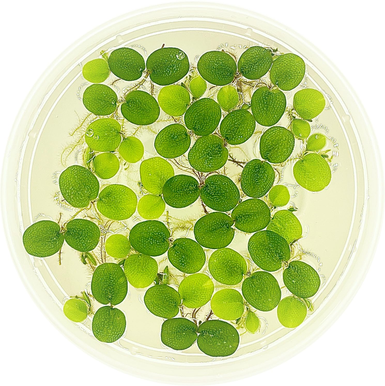 Salvinia Minima Floating Plants for Aquarium & Pond - 6 Live Plants