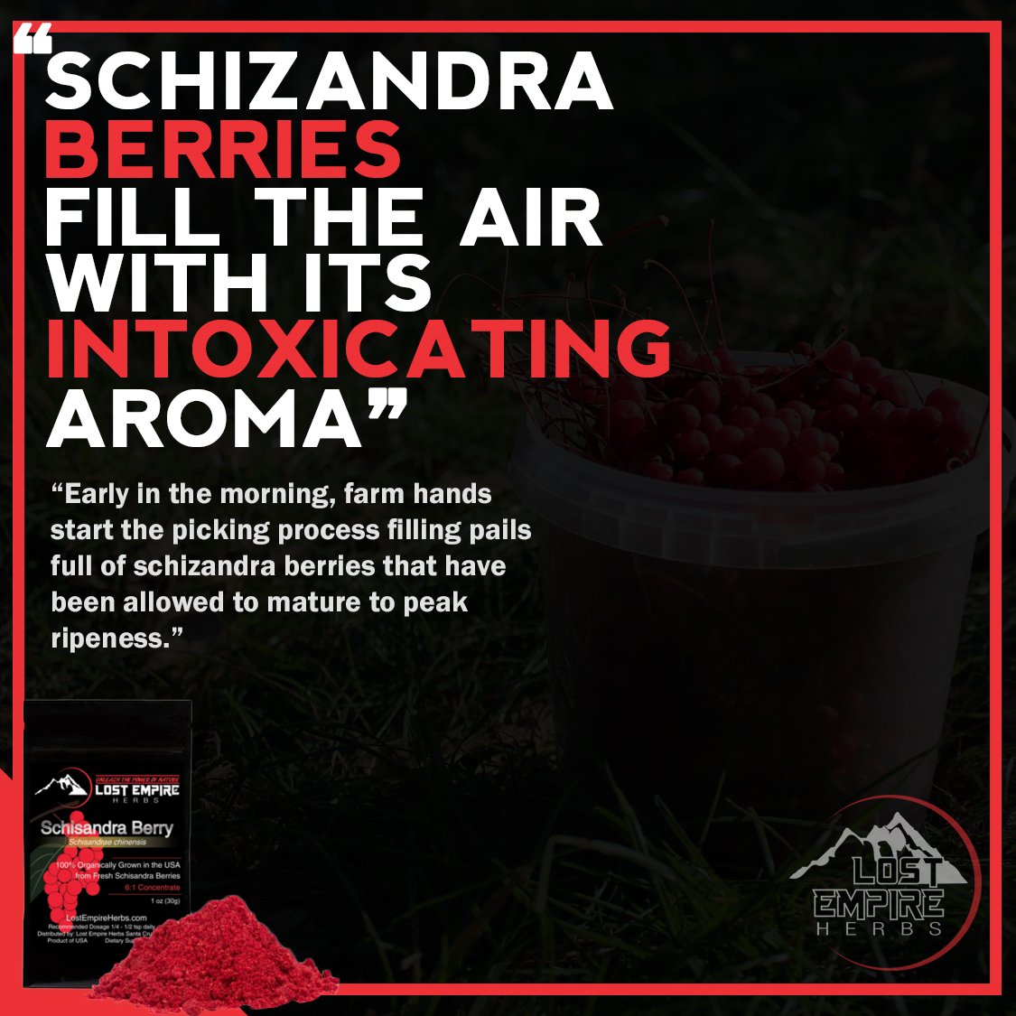 Organic Schisandra Berry Powder 5:1 Extract - Premium Adaptogenic Herb for Liver Detox, Brain Health & Stress Relief - Gluten Free, Paleo, Vegan, Keto Supplement (30g) - Perfect for Smoothies, Tea & Wellness Routines
