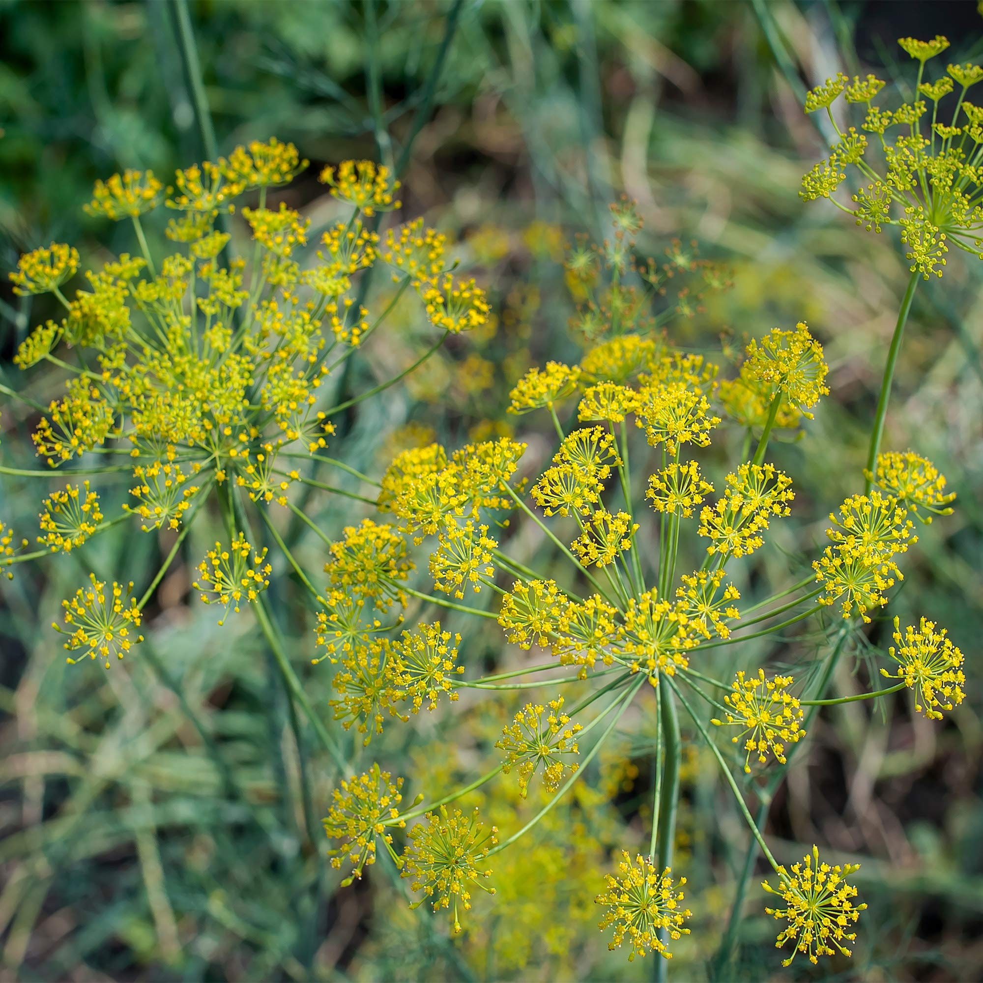 Outsidepride 1/4 lb. Fennel Herb Seeds (Foeniculum Vulgare) - Non-GMO Annual Garden Seeds for Planting - Perfect for Herb Gardens, Culinary Use & Landscaping