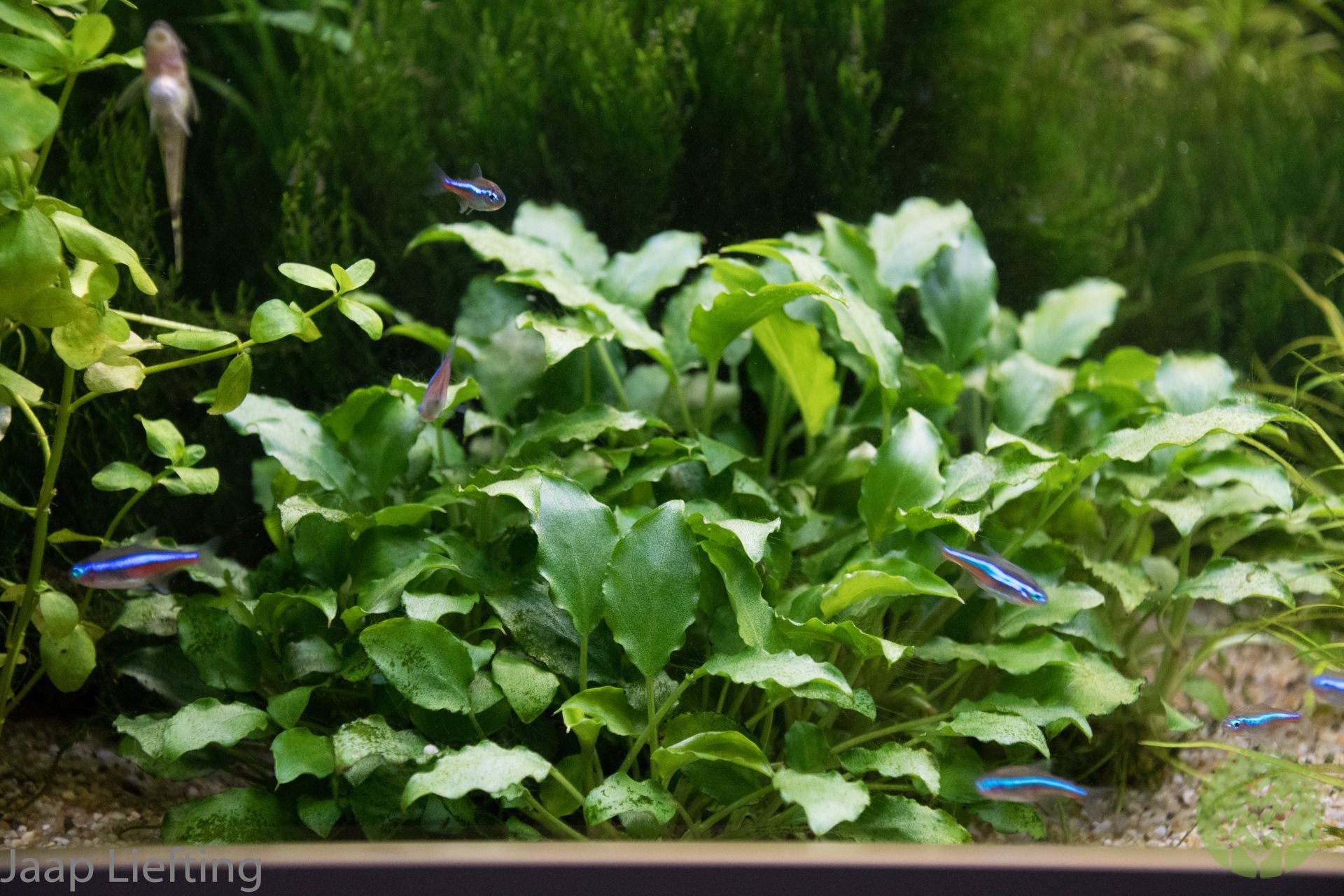 Dennerle Schismatoglottis Prietoi - Rare Aquatic Plant for Aquariums | Perfect for Freshwater Tanks, Paludariums & Terrariums