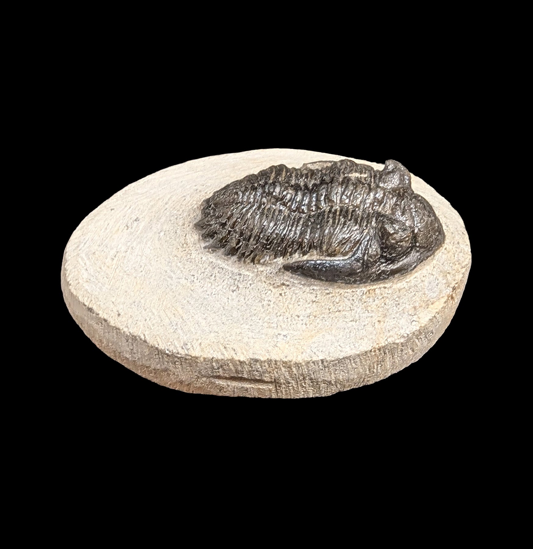 Hollardops Trilobite Fossil in Matrix Specimen - Authentic Prehistoric Fossil for Collectors, Paleontology Enthusiasts & Home Decor - Perfect for Display, Education & Gifts