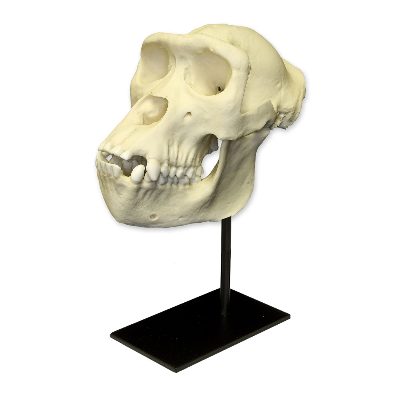 Authentic Replica Female Lowland Gorilla Skull - Lifelike Primate Skull Model for Science Education, Museum Display & Home Decor