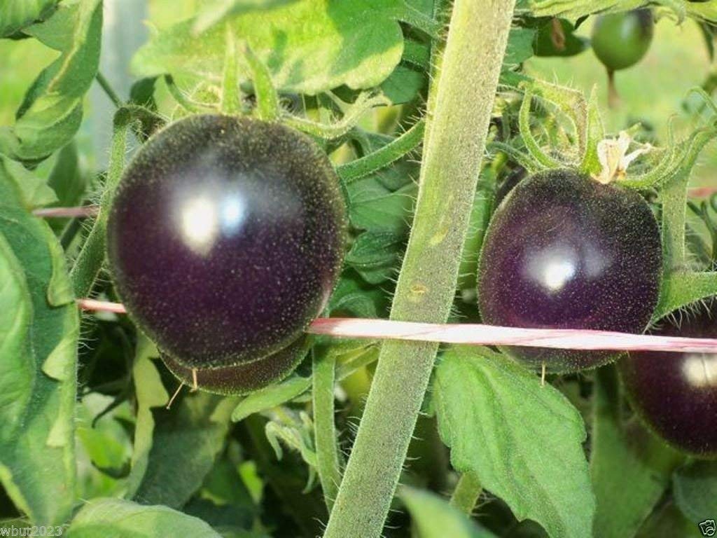 Organic Indigo Rose Tomato Seeds - Non-GMO, High Anthocyanin, 25 Count - Perfect for Home Gardening & Healthy Eating