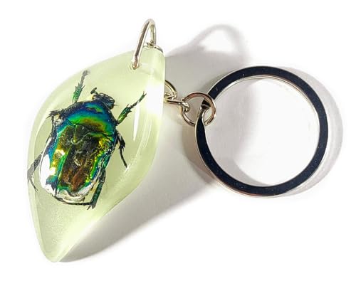 Rose Chafer British Beetle (Freeform)