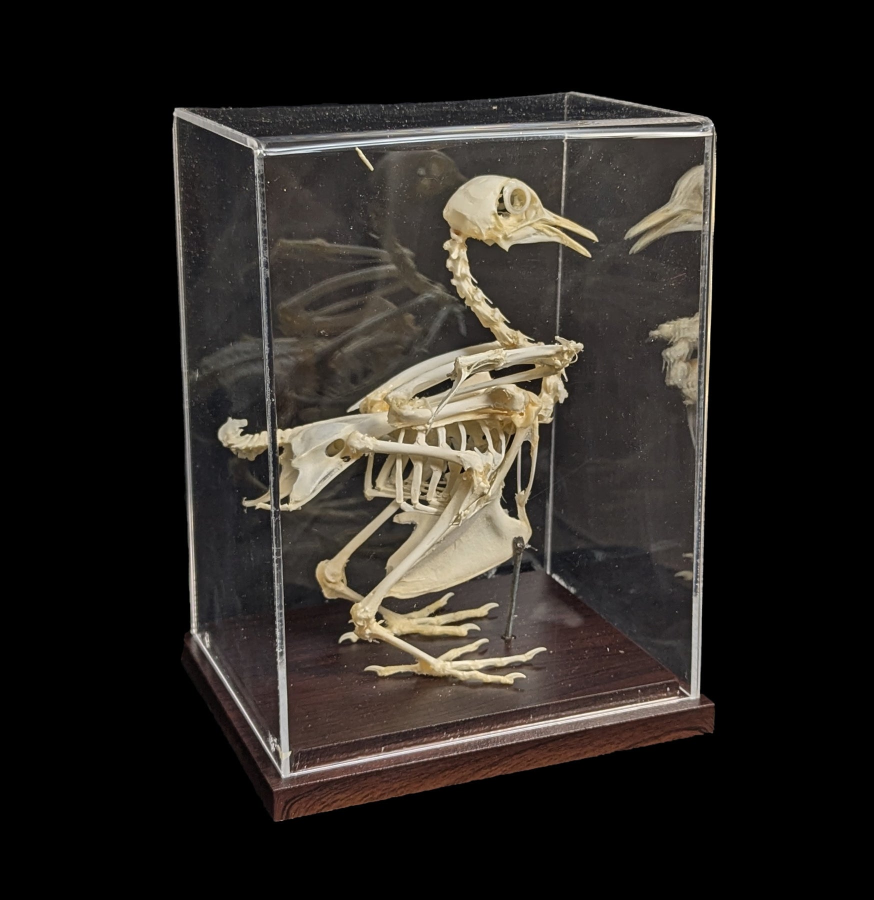 Articulated Pigeon Skeleton - Realistic Bird Anatomy Model for Science Education, Halloween Decor & Gothic Display - Perfect for Classrooms, Labs & Dark Aesthetic Home Decor