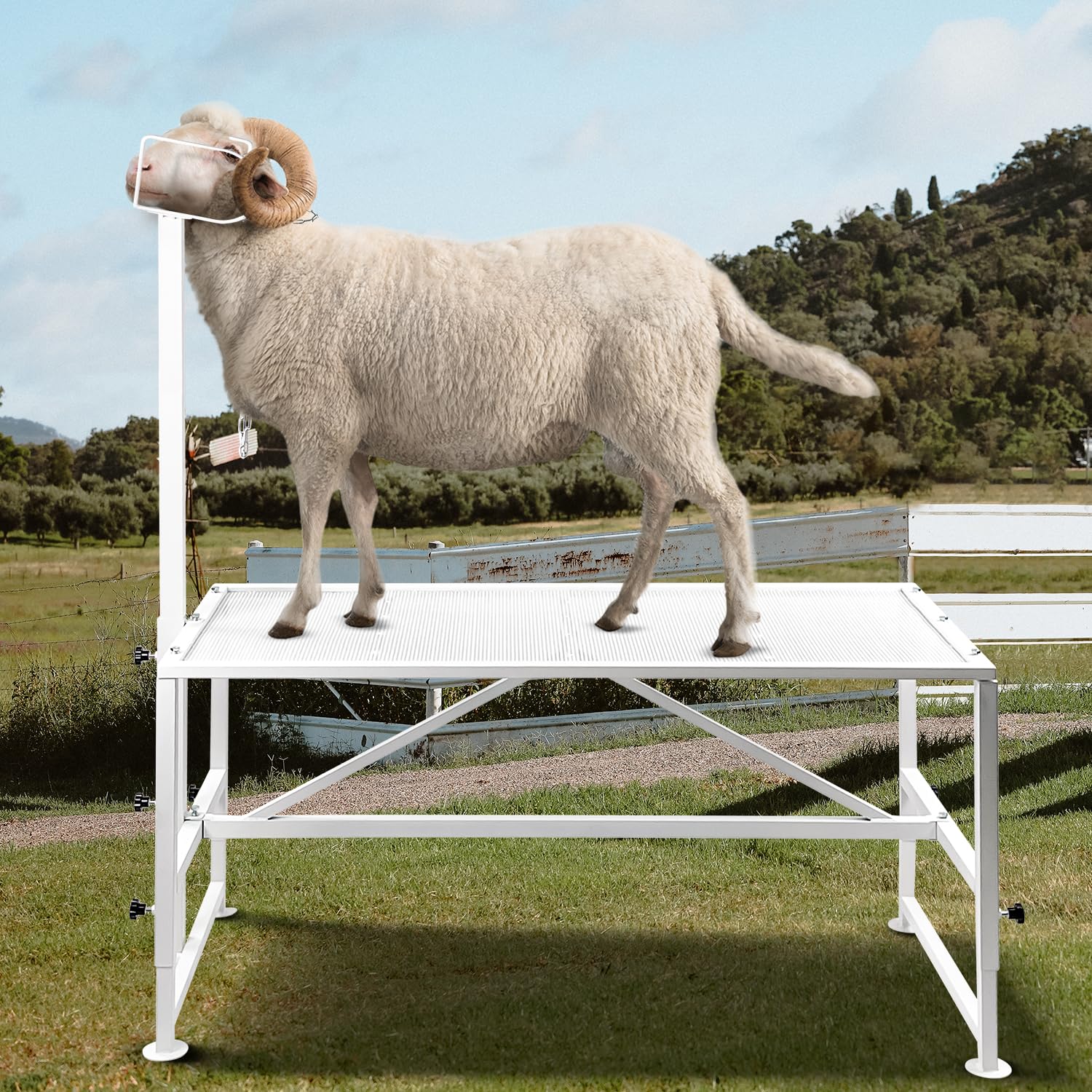 Adjustable Metal Goat Milking Stand for Sheep & Livestock - Heavy Duty Trimming & Shearing Stand with Height Adjustable Headpiece - Perfect for Dairy Goats, Sheep Grooming & Farm Use (White)