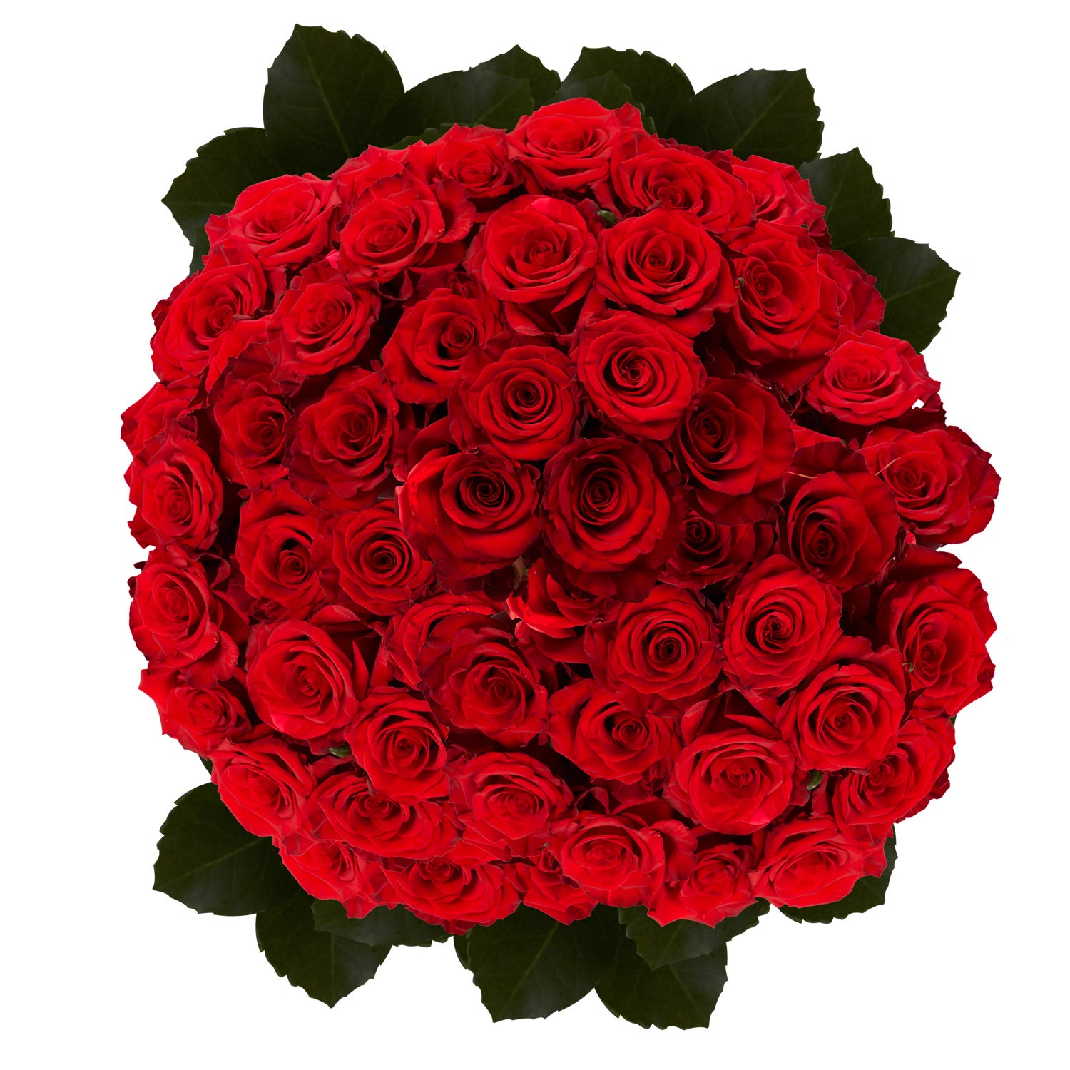 100 Fresh Red Roses Bouquet - Premium Long-Lasting Flowers for Valentine's Day, Anniversary & Romantic Gifts - Perfect for Weddings, Proposals & Home Decor