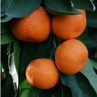 3-4 Foot Owari Satsuma Orange Tree in 3.5-Gallon Pot - Dwarf Citrus Fruit Tree for Home Garden, Patio & Indoor Planting - Fresh Organic Oranges Year Round
