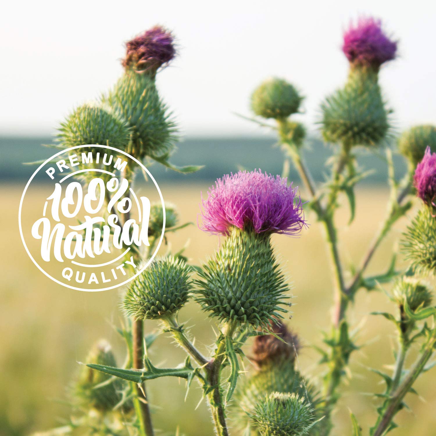 Organic Milk Thistle Seeds 1 lb - Pure Bulk Silymarin Milk Thistle Tea Herb, Whole Natural Non-GMO Gluten-Free Seeds for Liver Detox & Digestive Health - Perfect for Herbal Tea, Smoothies & Wellness Recipes