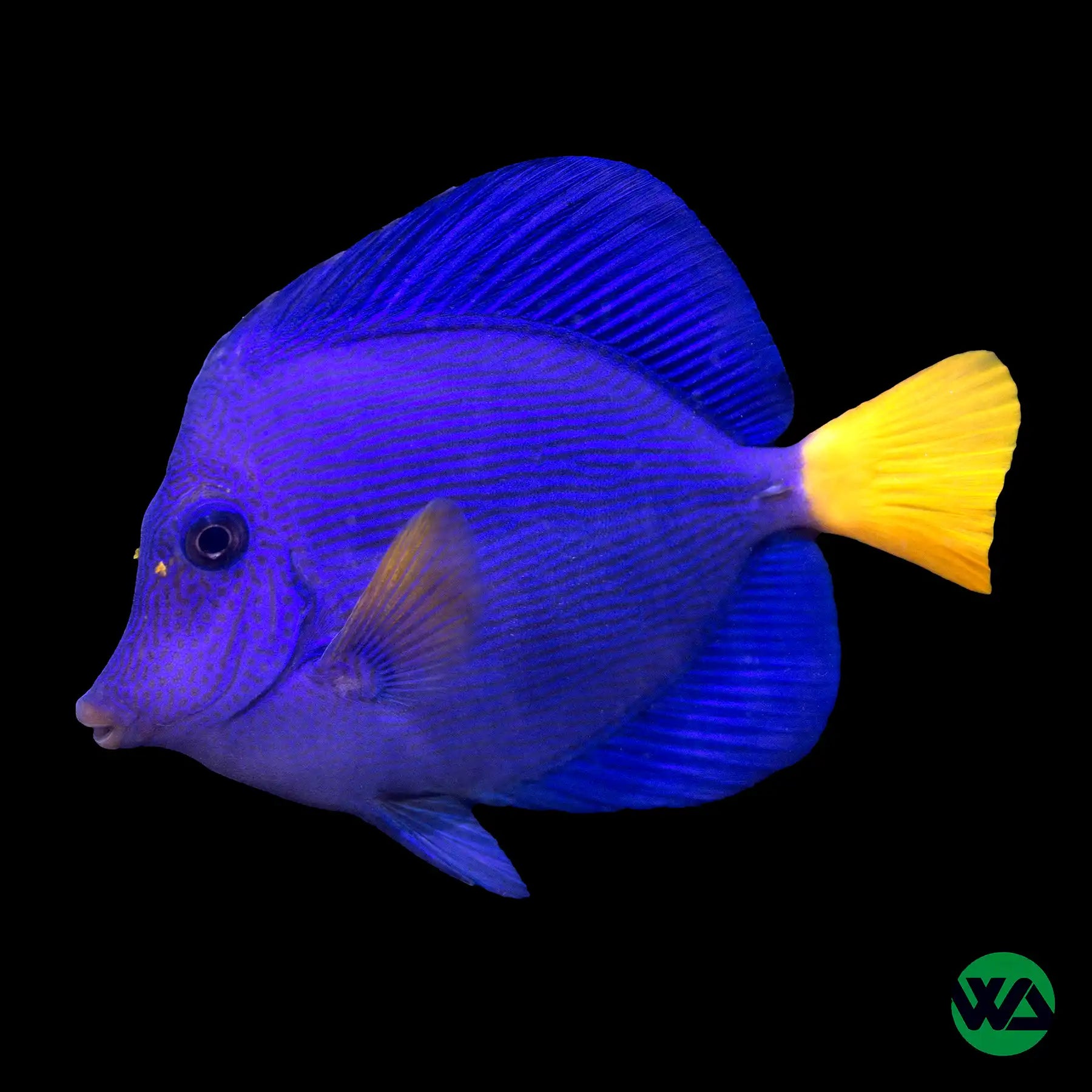 Live Purple Tang Fish (Zebrasoma xanthurum) - Saltwater Aquarium Fish for Reef Tanks & Marine Aquariums | Perfect for Coral Displays & Aquatic Decor