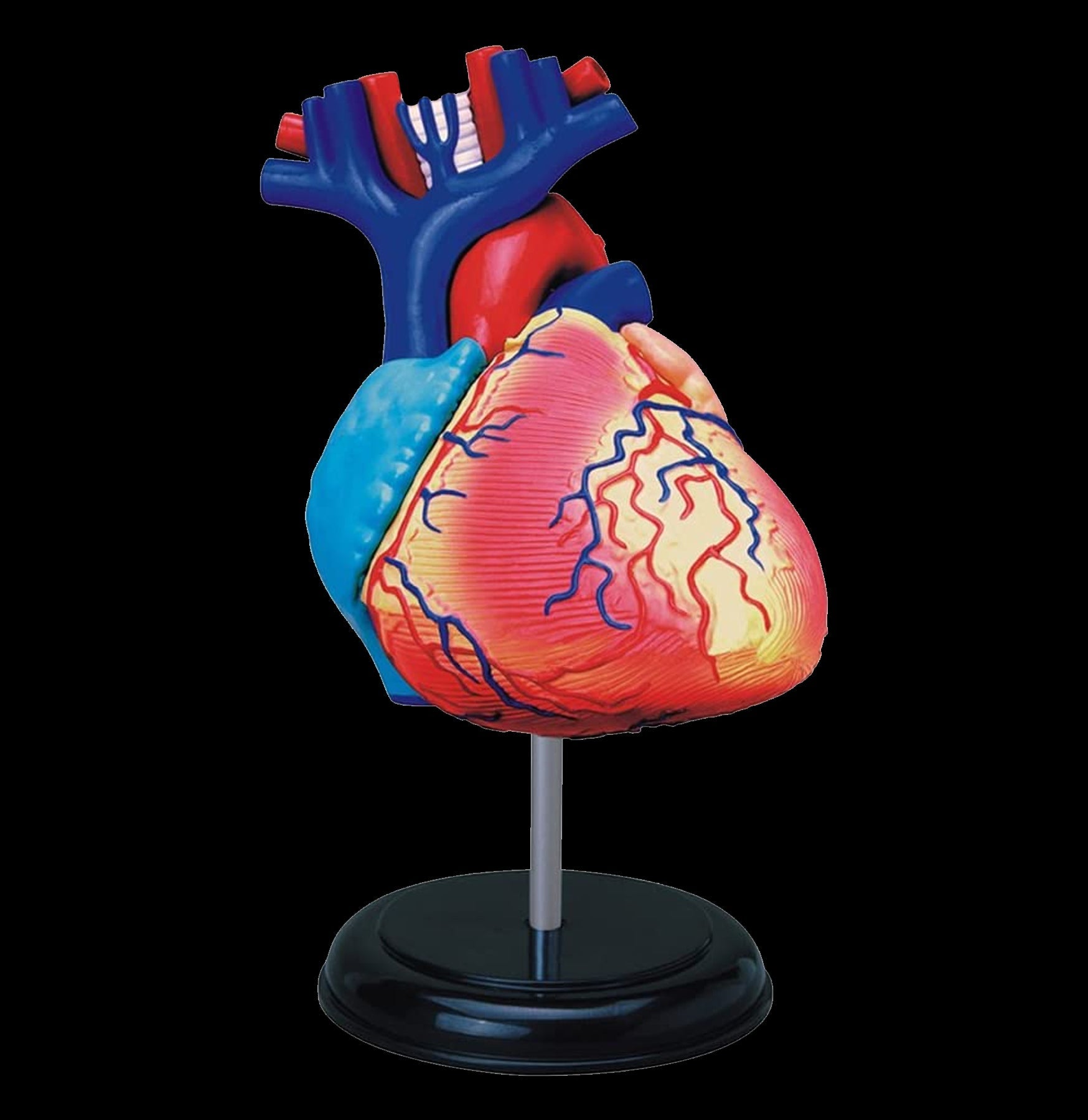4D Human Heart Model - Detailed Anatomical Study Tool for Medical Students & Professionals | Perfect for Classroom, Lab & Home Learning