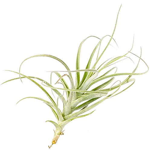 Straminea Dwarf Air Plant 3'' Tall - Low Maintenance Live Tillandsia Collection | Variety of Unique Air Plant Species | Perfect Gift Box for Home & Office Decor | Ideal for Terrariums, Wall Displays & Wedding Centerpieces