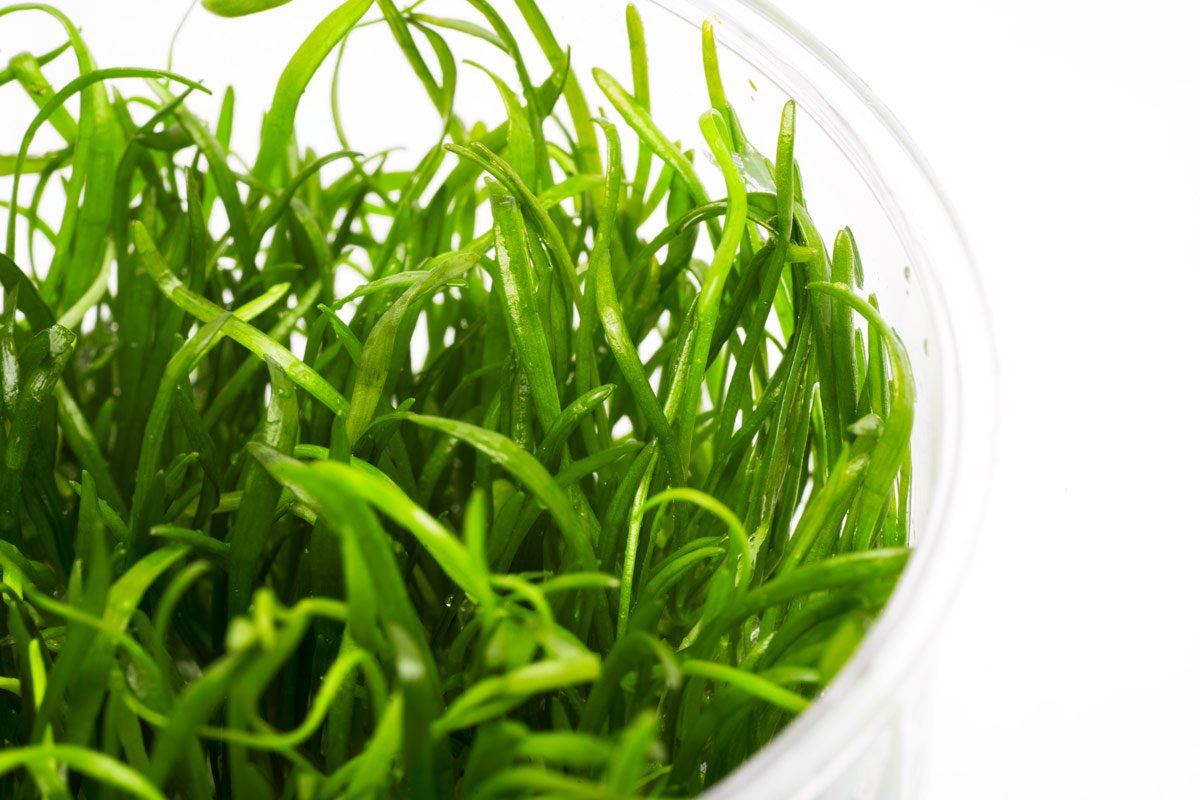 Lilaeopsis Novaezelandiae Aquatic Plant for Freshwater Aquariums - Perfect Carpeting Plant for Fish Tanks, Shrimp Tanks & Aquascaping