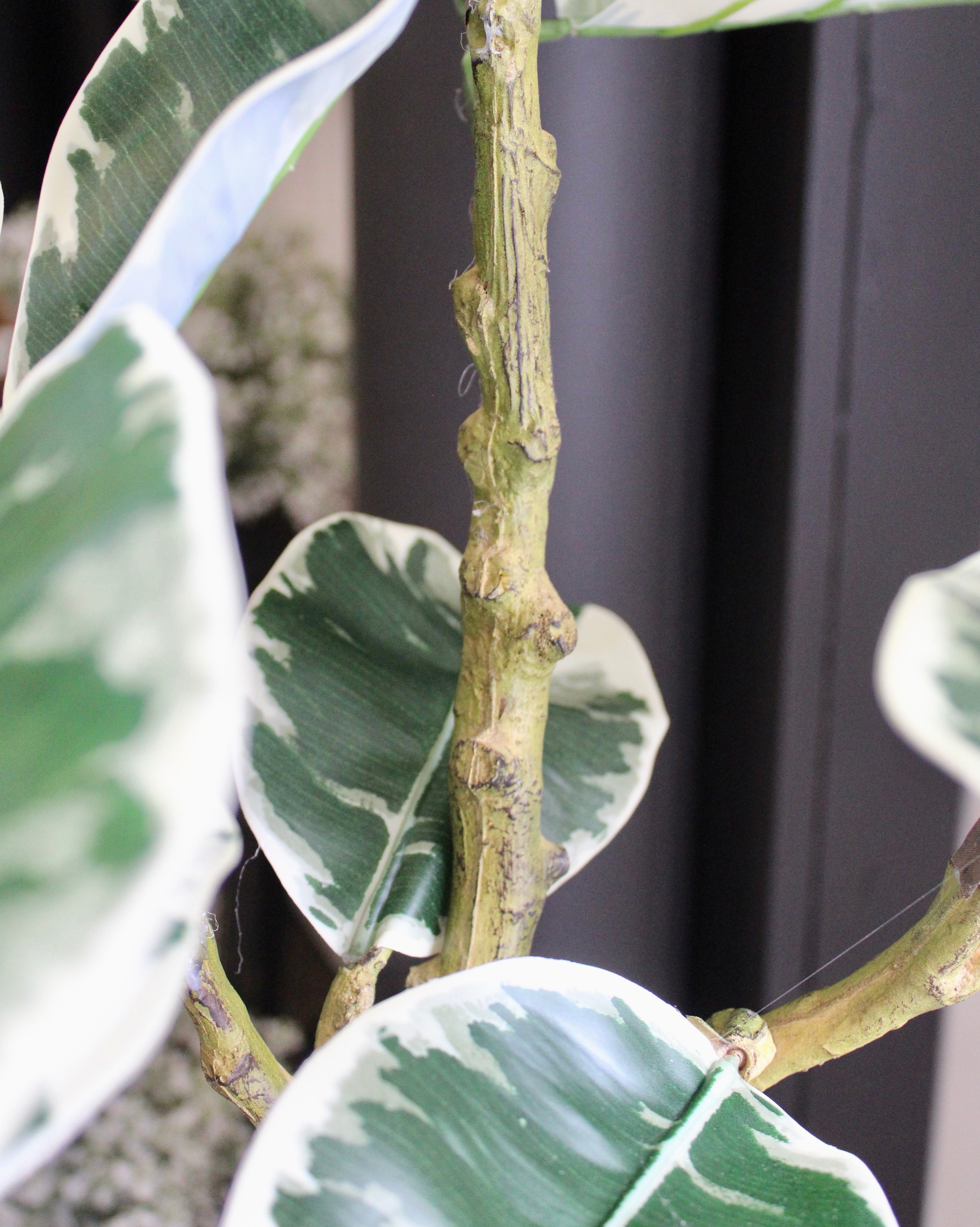 5' Rubber Tree Plant - Ficus Elastica Indoor Houseplant for Home & Office Decor - Perfect for Living Room, Bedroom, or Workspace