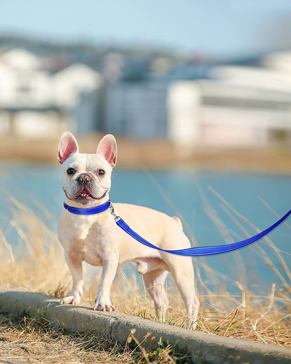 Joytale Reflective Dog Collar and Leash Set - 5FT Nylon Leash with 3/4