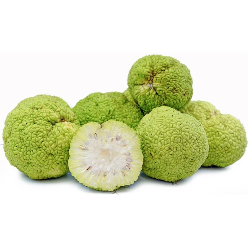 10 Hedge Apple Osage Orange Tree Seeds (Maclura Pomifera) – Natural Pest Repellent for Home & Garden – DIY Crafts, Fall Decor, and Landscaping Projects