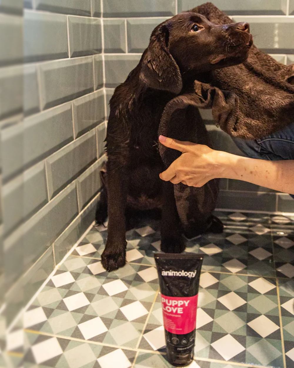Animology Puppy Love Shampoo for Dogs - Gentle Puppy Shampoo with Natural Ingredients, 8.5 fl oz (250ml) - Perfect for Bathing, Grooming & Sensitive Skin Care for Puppies & Small Dogs