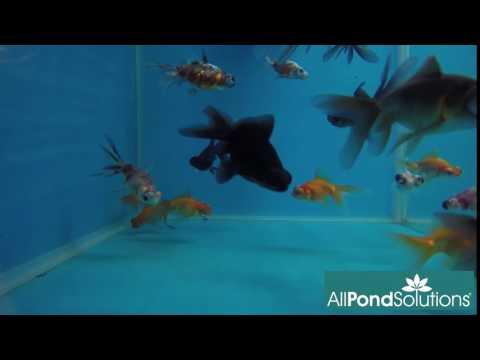 Telescope Eye Goldfish (Carassius auratus) - Unique Fancy Goldfish for Aquariums & Fish Tanks | Perfect for Home Decor & Aquatic Hobbyists