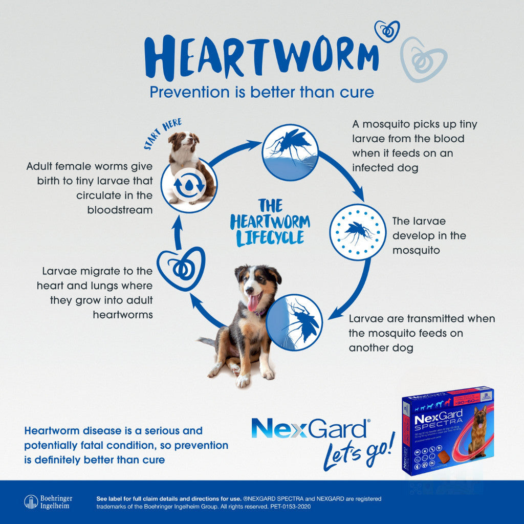NexGard Spectra Chewable Tablets for Dogs - 3 Month Supply, Flea & Tick Prevention, Heartworm Protection - Beef Flavor for All Breed Sizes | Ideal for Outdoor Adventures & Home Protection
