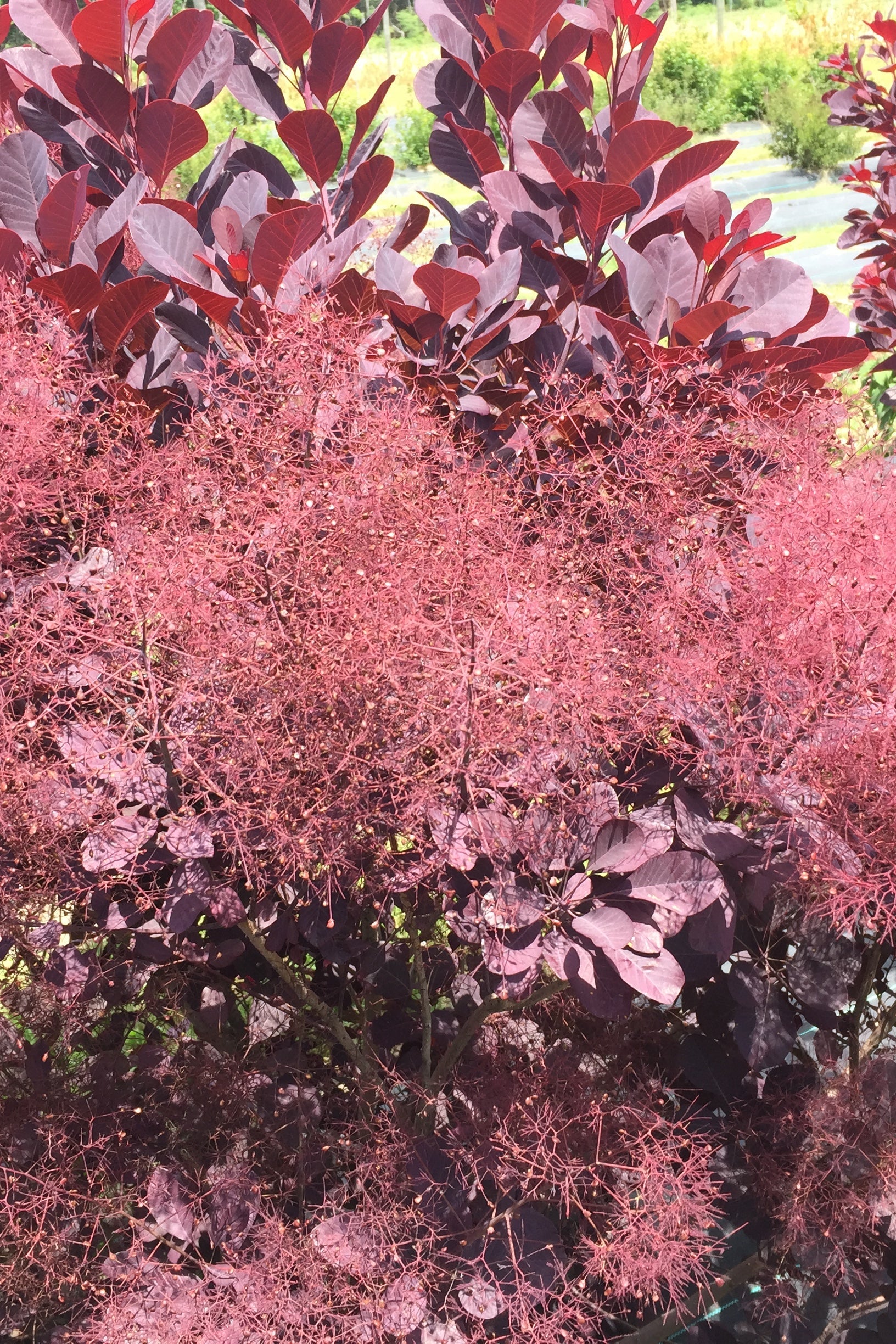 Buy Cotinus coggygria 'Winecraft Black' #3 - Purple Smoke Bush for Landscaping & Garden Decor | Perfect for Borders, Hedges & Outdoor Plantings