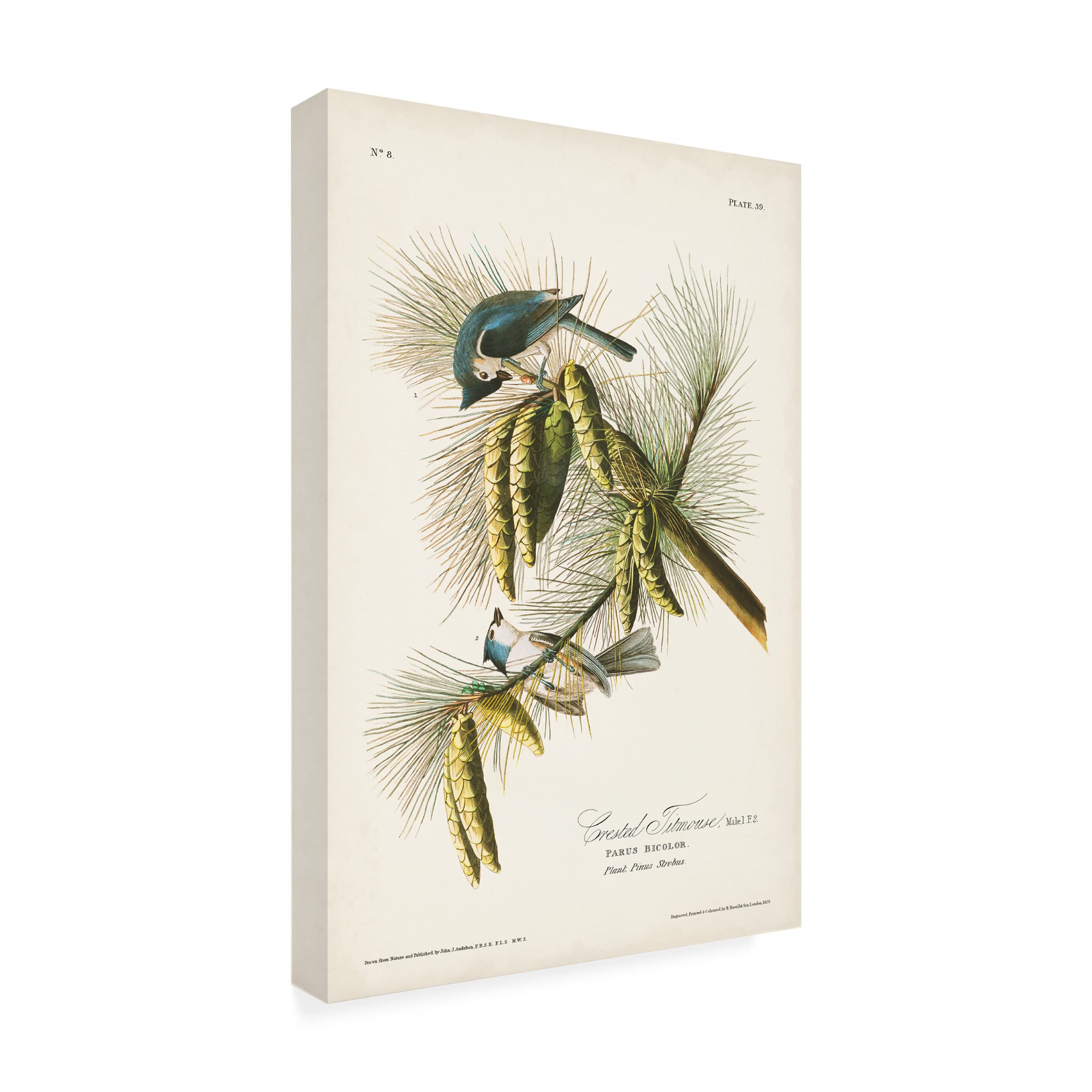 John James Audubon 'Crested Titmouse' Canvas Wall Art Print 16x24 - Premium Bird Painting for Home & Office Decor, Nature Lover Gift