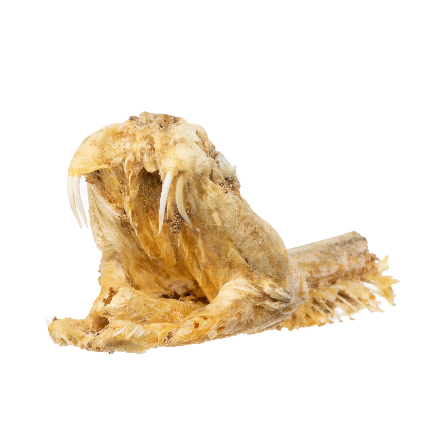 Preserved Rattlesnake Head - Authentic Taxidermy Specimen for Home Decor, Western Style, and Unique Gifts - Perfect for Halloween, Cabin Decor, and Oddity Collections