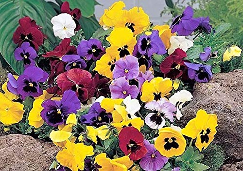 Viola Swiss Mix Pansy Seeds - Non-GMO Biennial Flowers for Outdoor Garden Planting & Cutting | Perfect for Flower Beds, Borders & Container Gardening