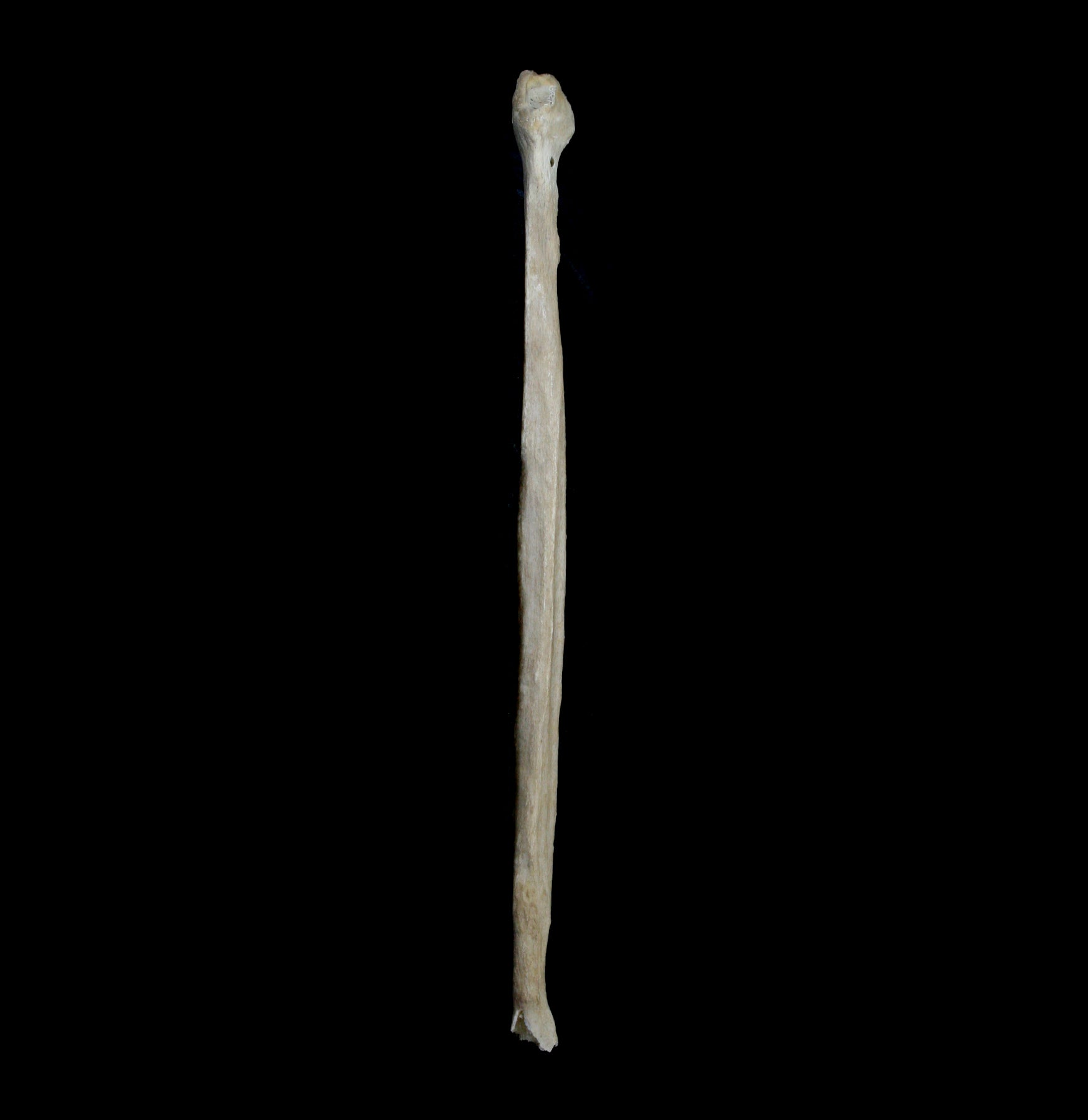 Human Fibula Bone Model - Anatomical Skeleton Study Tool for Medical Students & Doctors | Perfect for Classroom, Lab & Medical Training