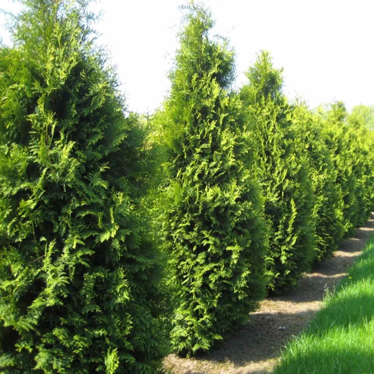 100 Seeds - American Arborvitae Tree Seeds (Thuja Occidentalis) - Giant White Cedar Seeds for Planting - Fast Growing Evergreen Privacy Hedge for Home Garden & Landscaping