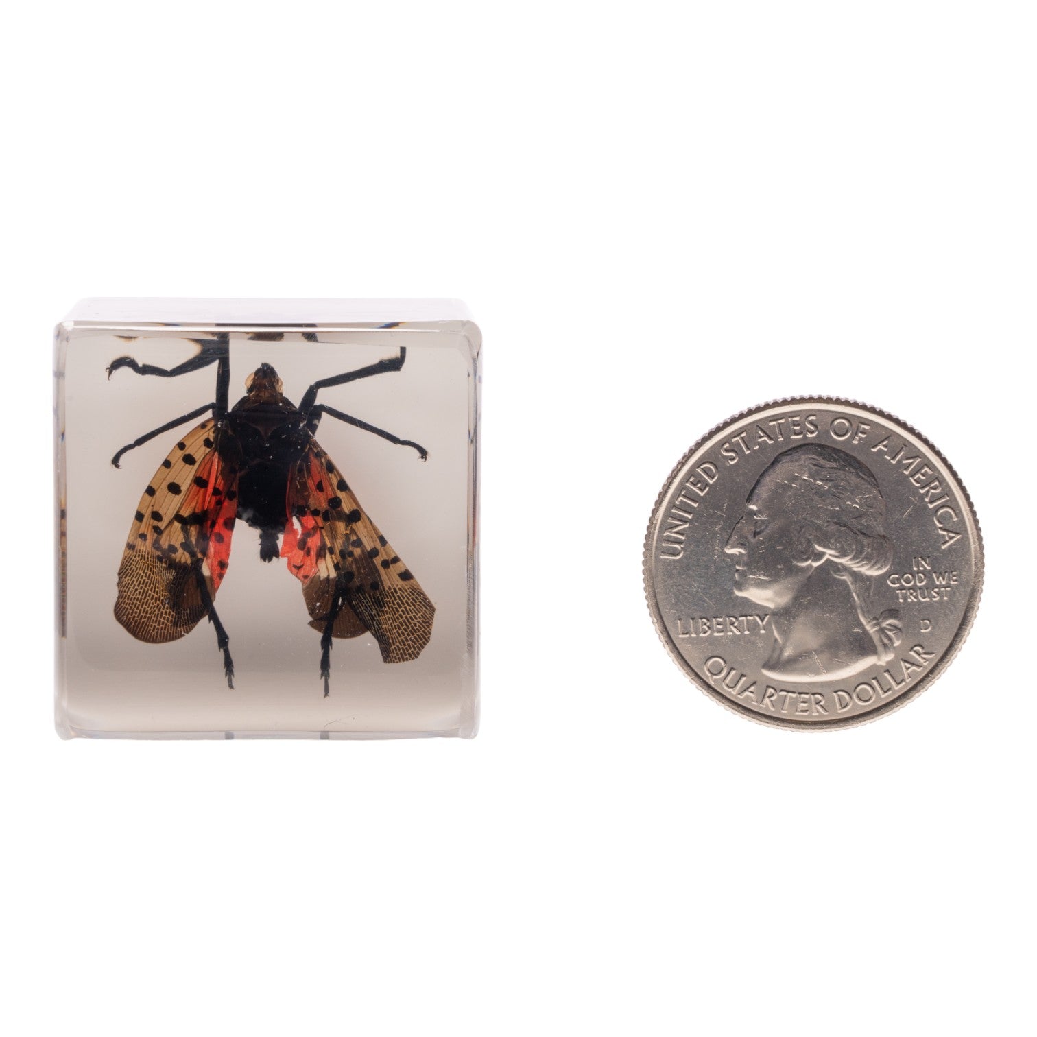 Real Spotted Lanternfly in Clear Acrylic Cube - Science Specimen Display Magnet for Fridge, Office & Classroom - Entomology Collectible & Unique Home Decor