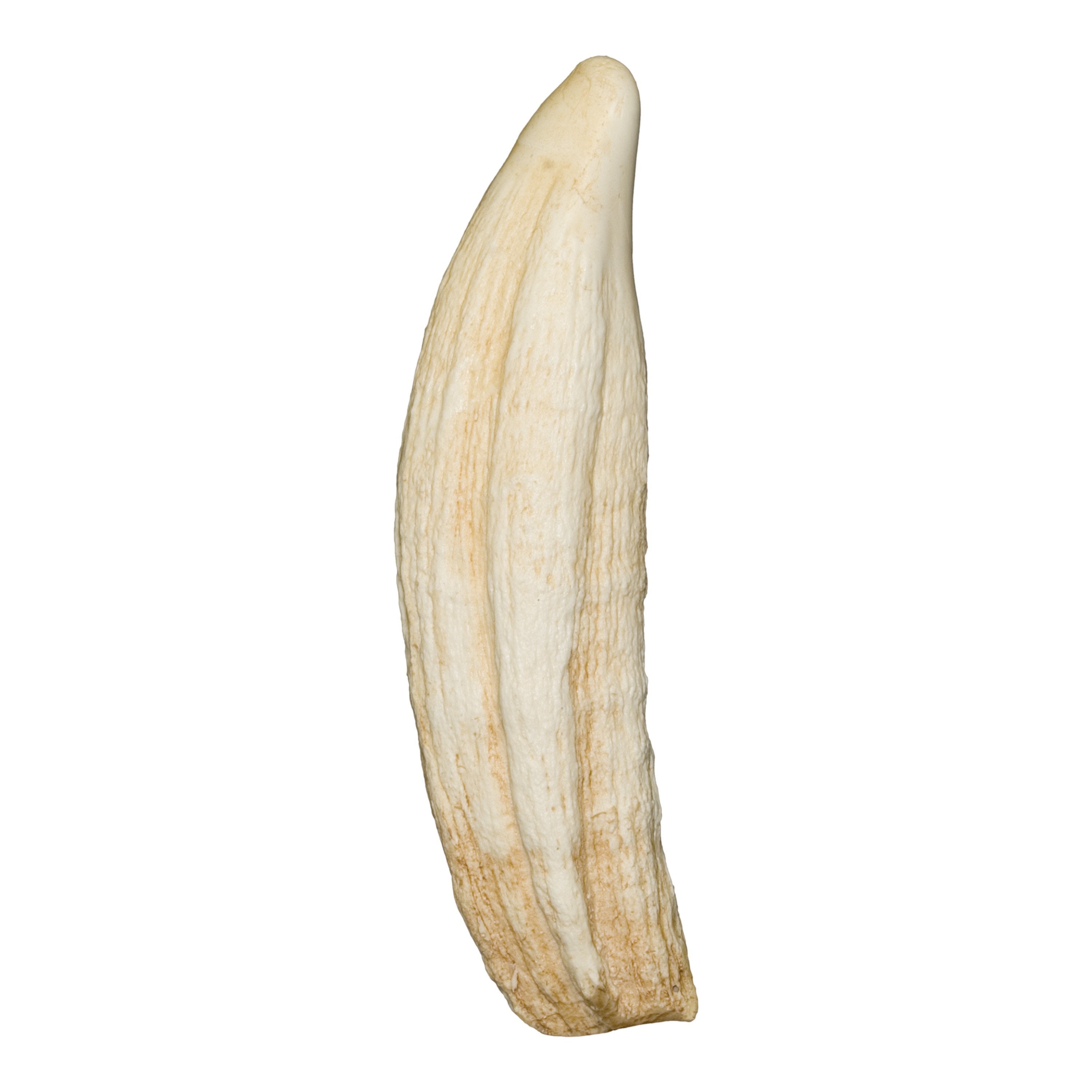 Authentic Replica Northern Elephant Seal Canine Tooth - Handcrafted Collectible for Marine Life Enthusiasts | Perfect for Educational Displays, Home Decor & Unique Gift Ideas