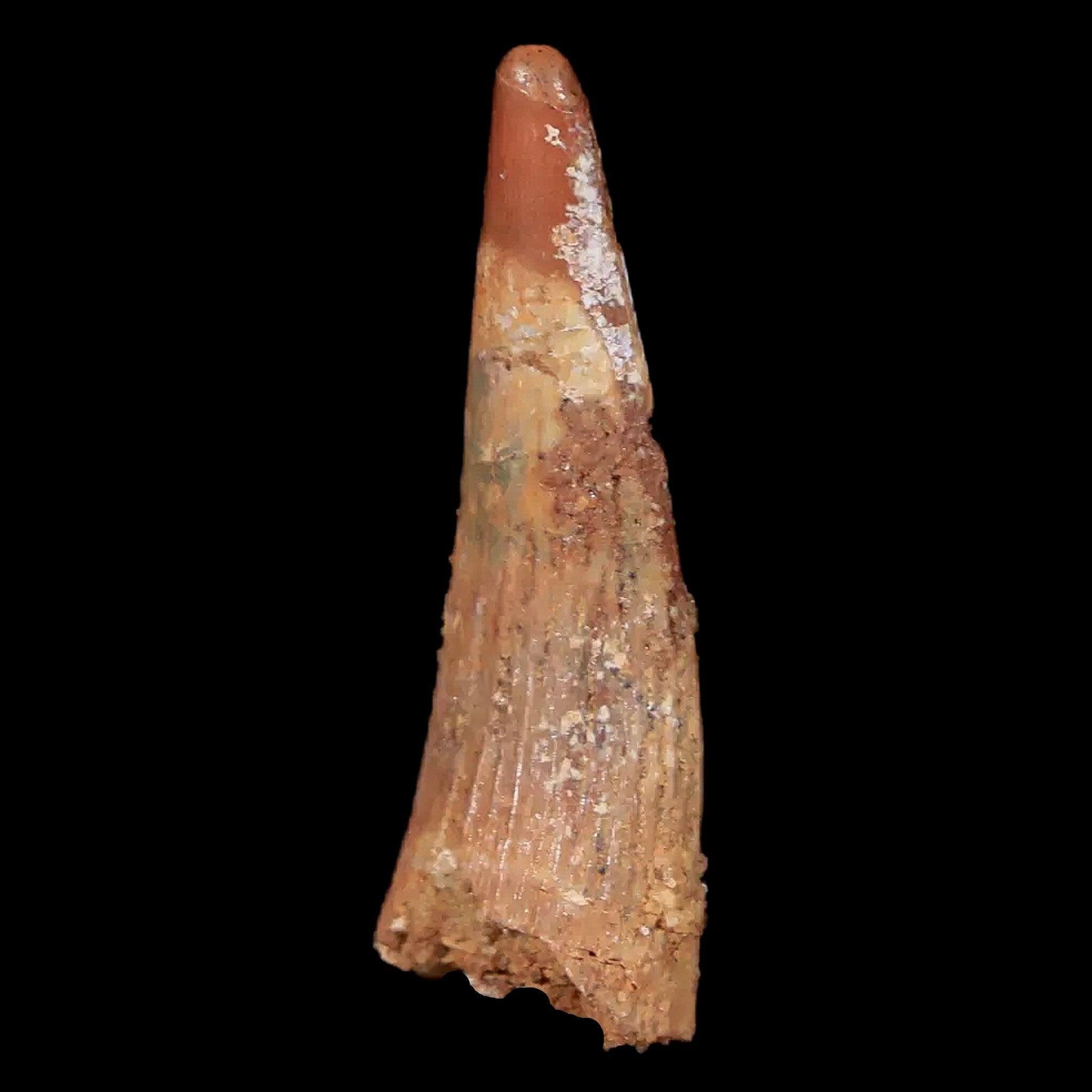 Authentic Pterosaur Coloborhynchus Fossil Tooth - Upper Cretaceous Era - Morocco Origin - Includes COA & Display Case - Perfect for Paleontology Collectors & Dinosaur Enthusiasts