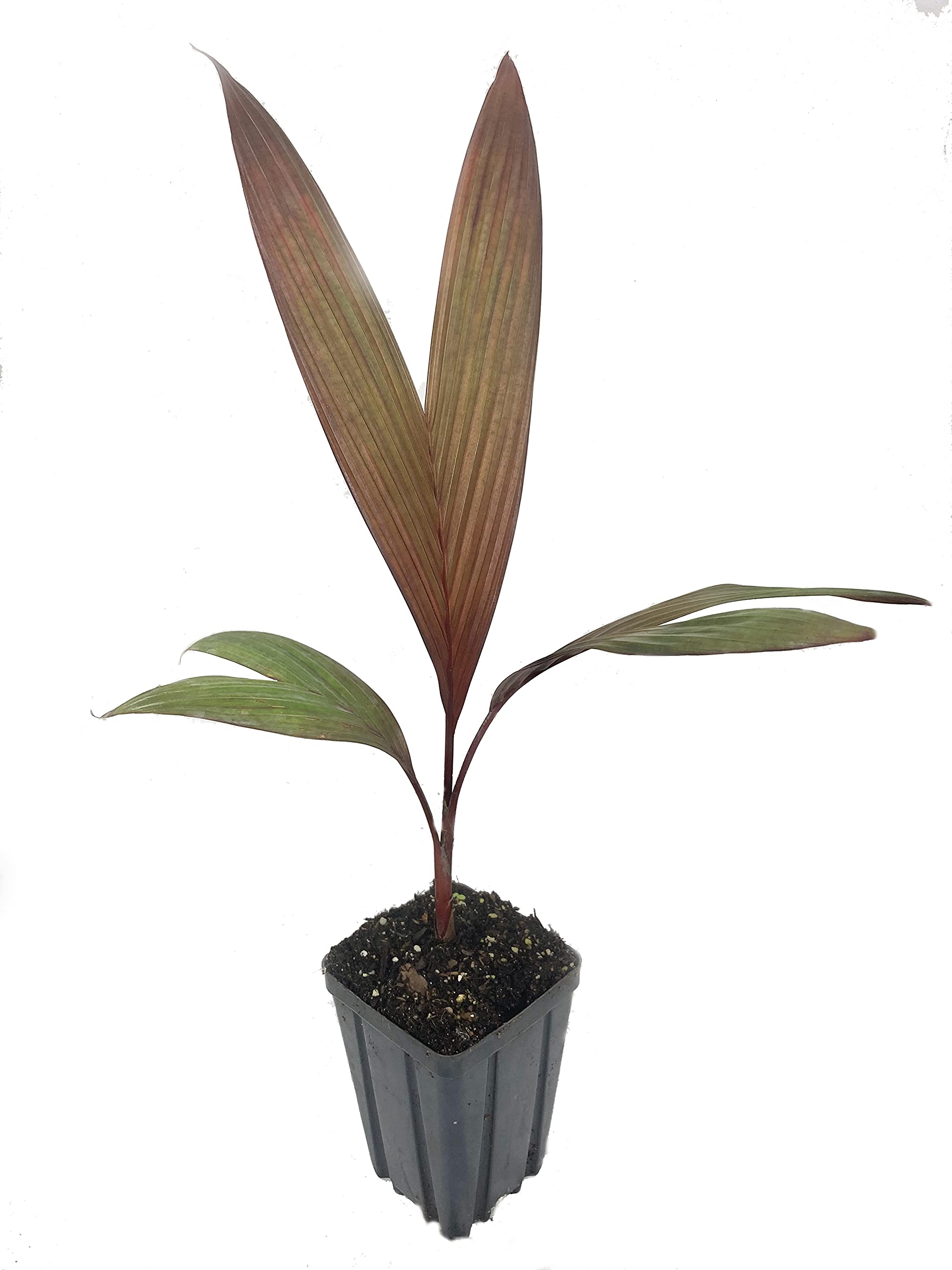 Maroon Crownshaft Palm Tree (Areca Vestiaria) - 5 Live Plants in 4 Inch Pots - Rare Florida Ornamental Palms for Tropical Landscaping & Indoor Decor
