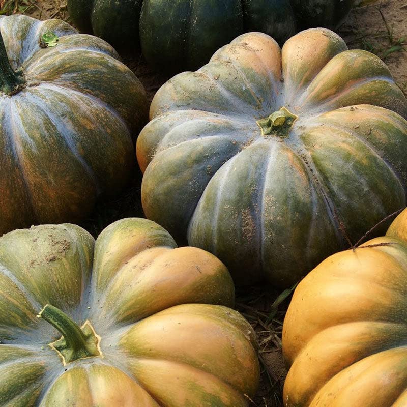 Organic Musquee de Provence Pumpkin Seeds - 1/4 lb Heirloom Vegetable Seeds for Fast Growing, Decorative Fall Gourds | Perfect for Home Gardening, Halloween Decor & Pumpkin Pie Making