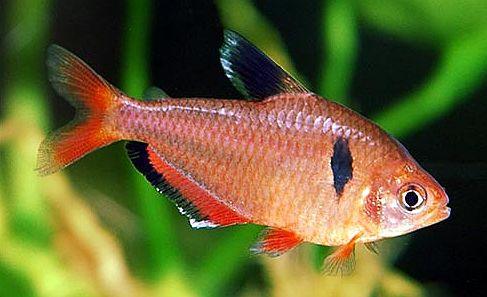 Serpae Tetra Fish (Hyphessobrycon eques) - Vibrant Red Freshwater Aquarium Fish for Community Tanks & Planted Aquariums