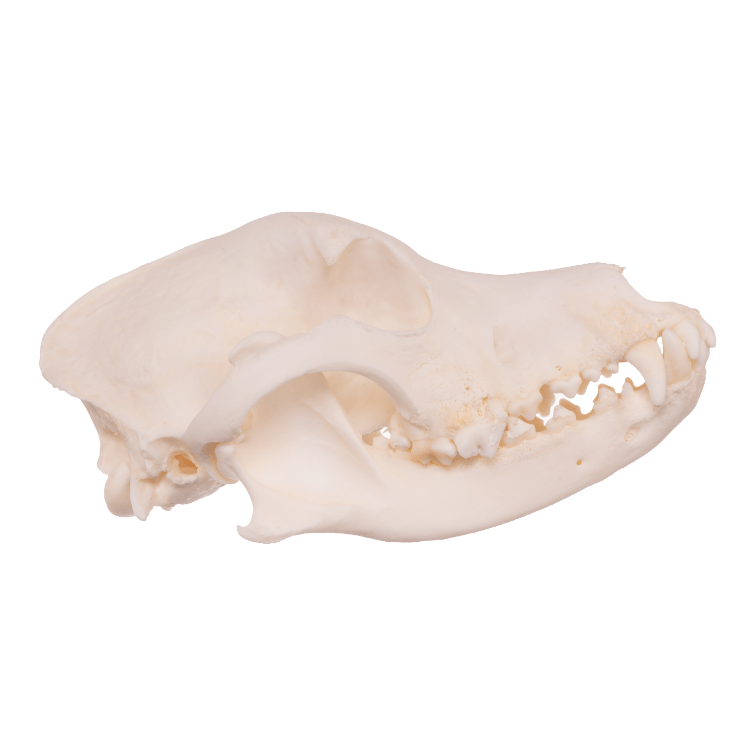 Authentic Domestic Dog Skull - Real Husky Skull Specimen for Veterinary Study, Taxidermy & Educational Display | Perfect for Science Classrooms, Oddity Collections & Halloween Decor