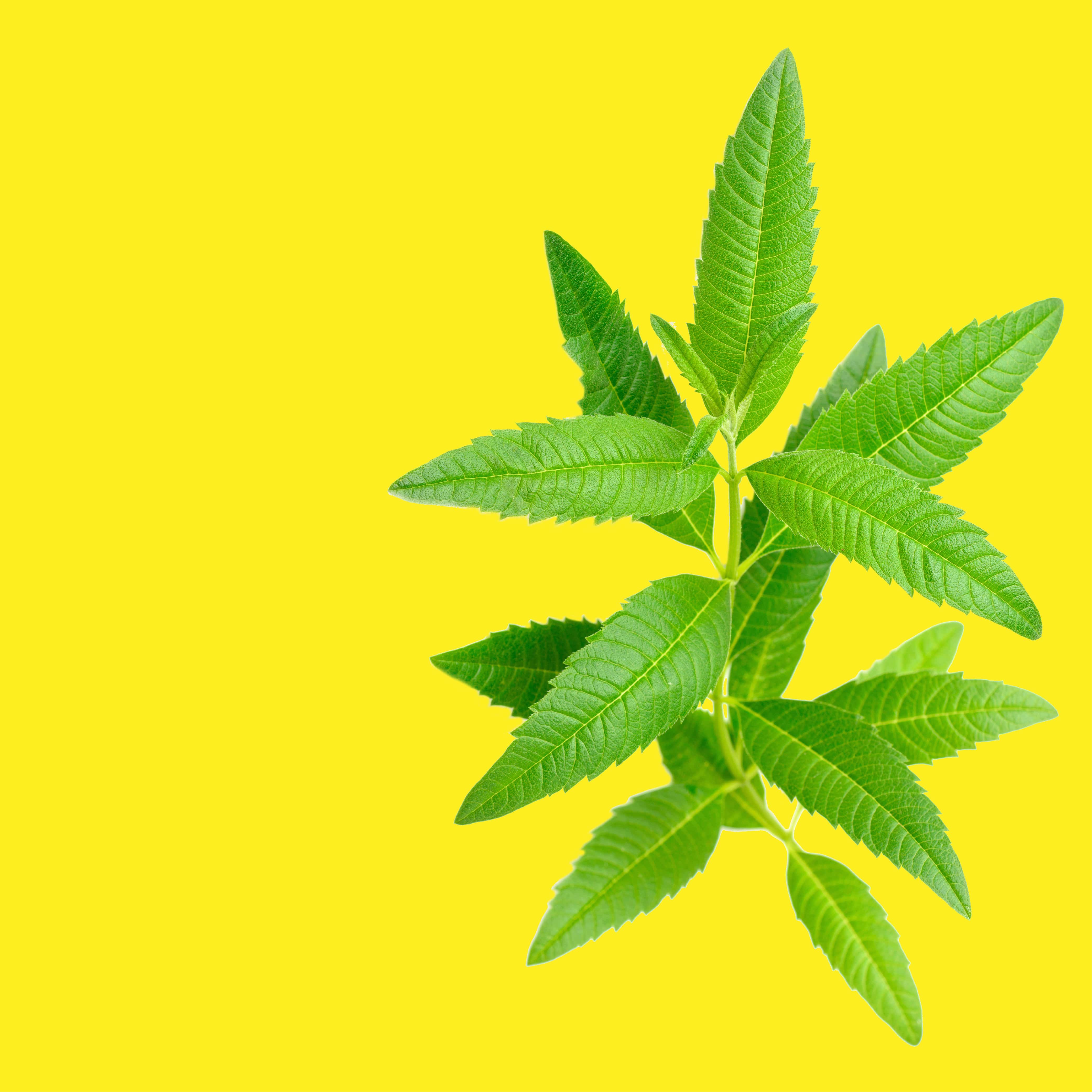 Lemon Verbena Fragrance Oil for Soaps & Candles - No.48 Scent - Perfect for DIY Soap Making, Candle Crafting, and Home Aromatherapy