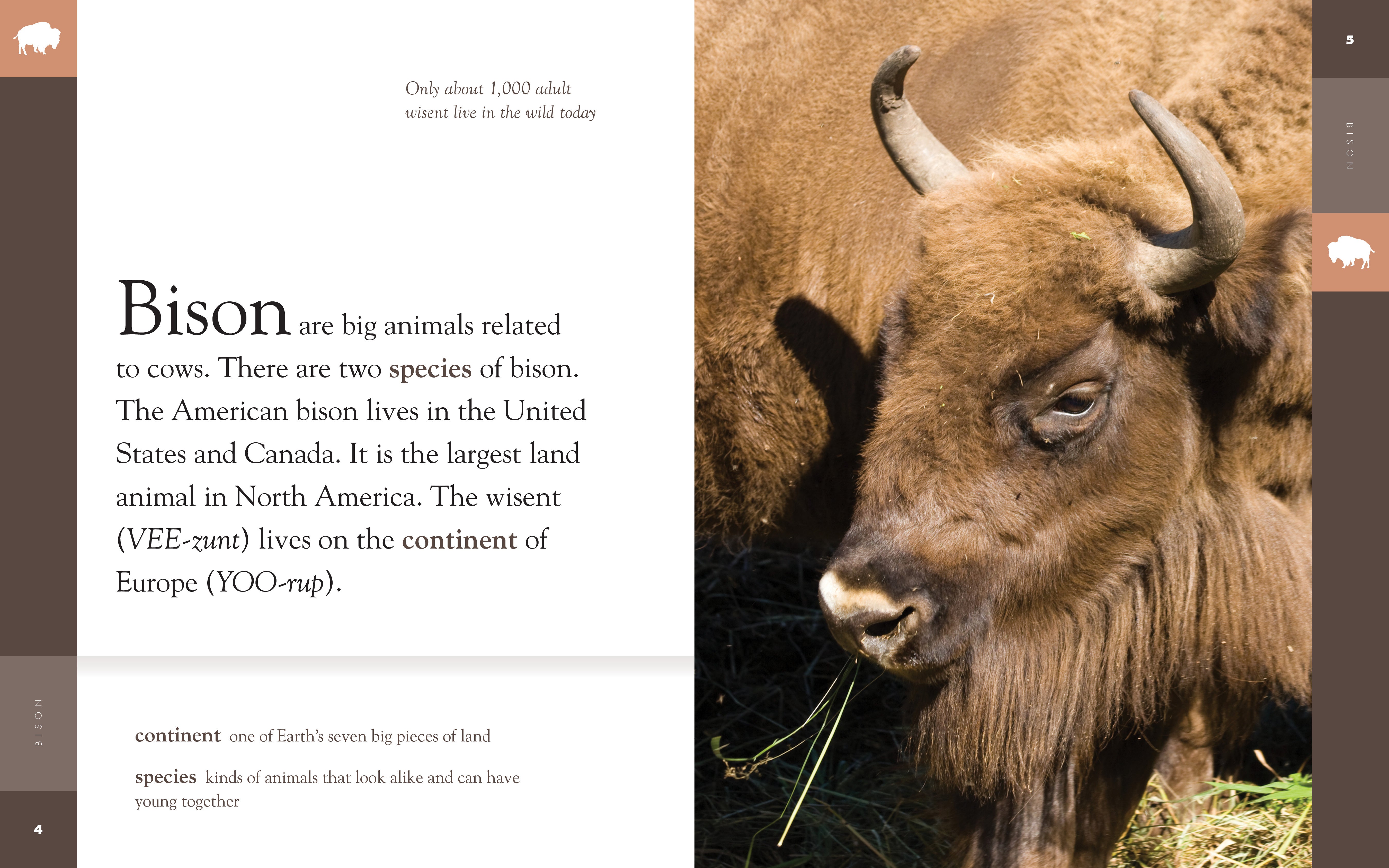 Amazing Animals (2014): Bison - Wildlife Documentary DVD - Perfect for Nature Lovers & Classroom Education